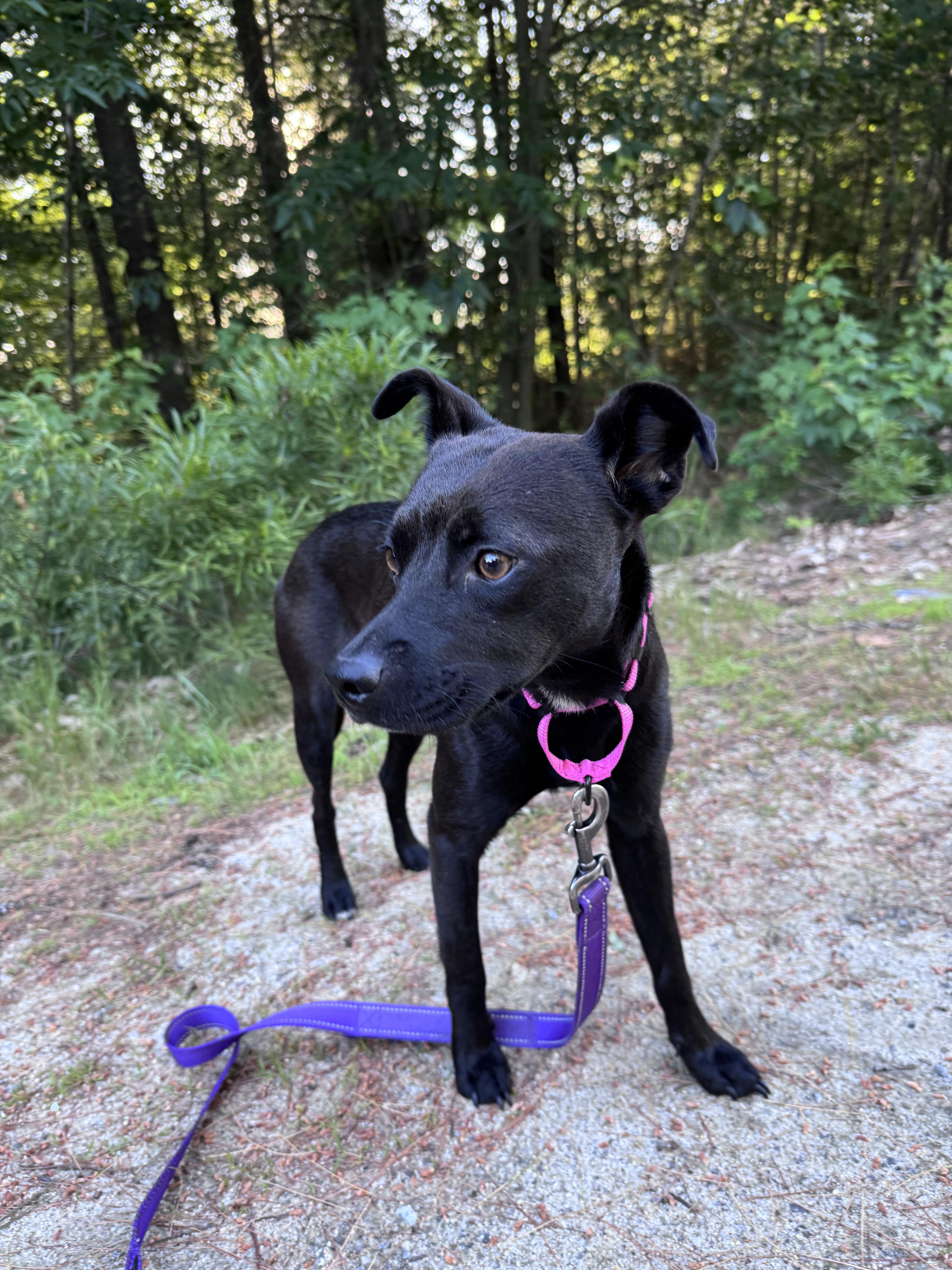 Gracelyn, an adopted mixed breed in Weare, NH image 3/4