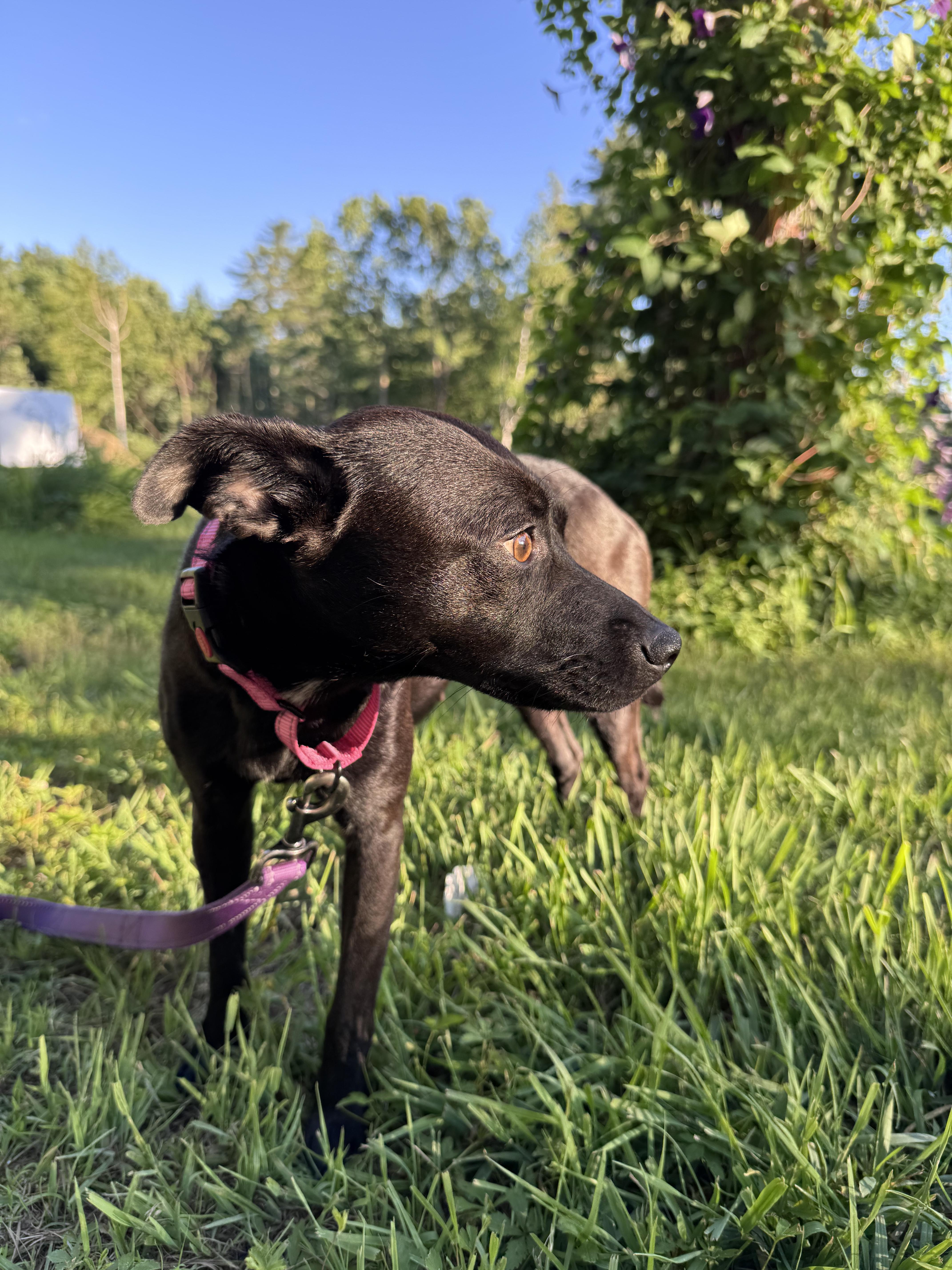 Gracelyn, an adopted mixed breed in Weare, NH image 2/4