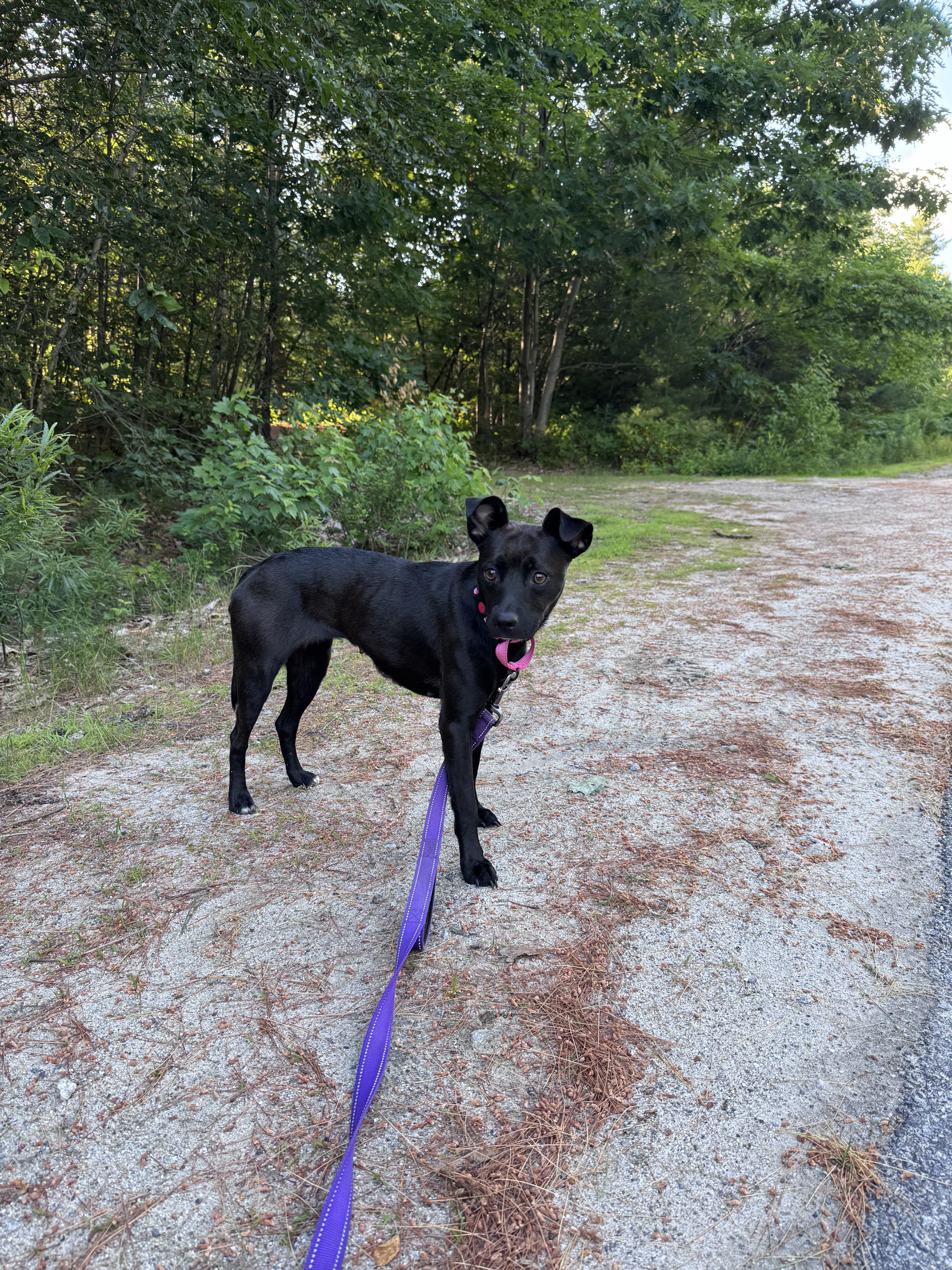 Gracelyn, an adopted mixed breed in Weare, NH image 4/4