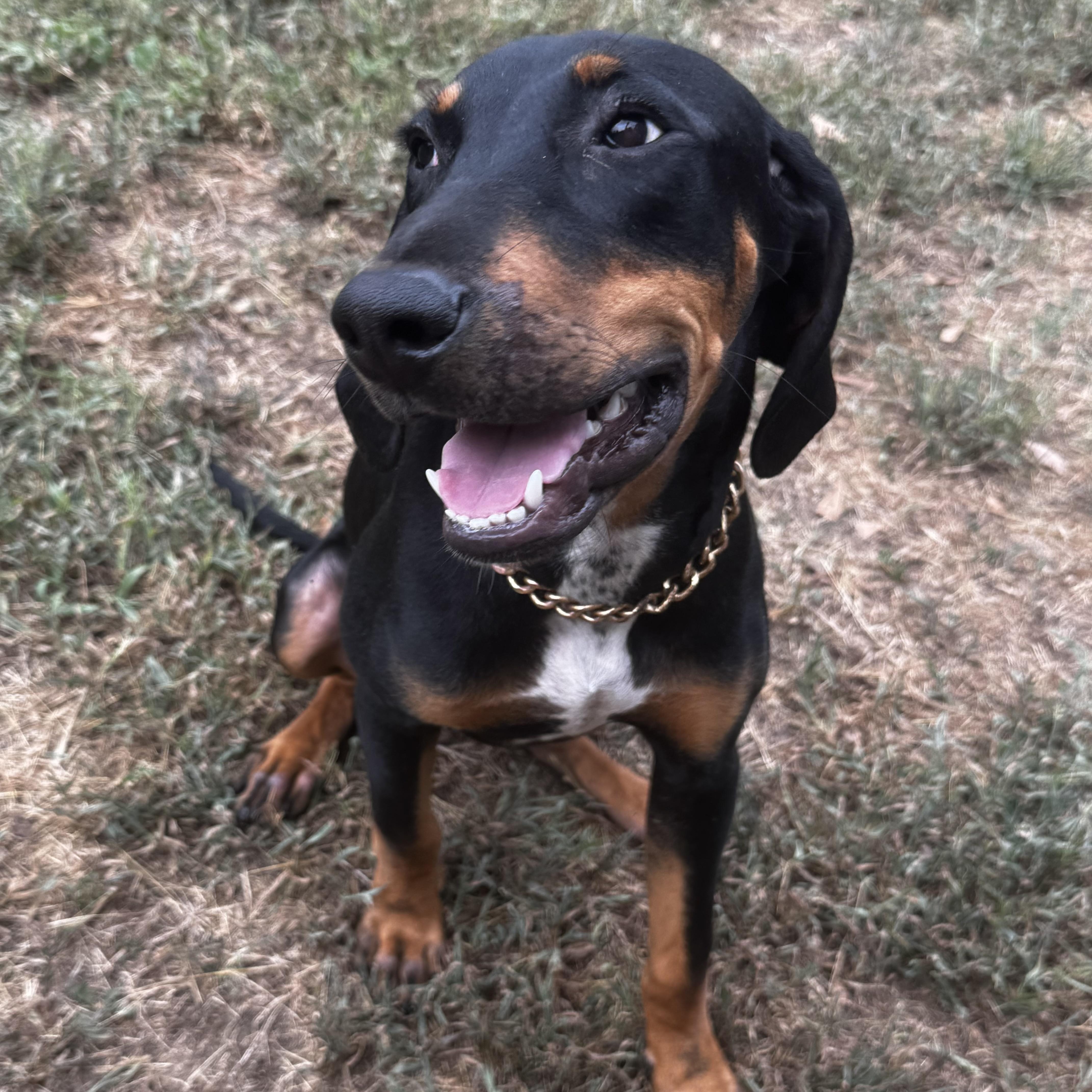 Elvis, a Adoptable mixed breed in Johnston, RI image 3/4