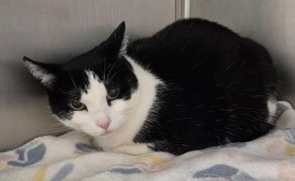 Enlarge Sis, a ADOPTABLE Domestic Short Hair in Butte, MT image 1/1