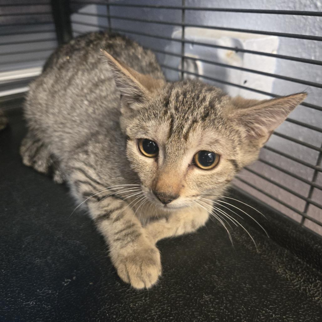 Pat, Adoptable, Kitten Female Domestic Short Hair.
