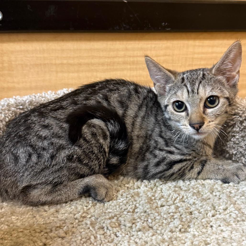 Enlarge Pat, a Adoptable Domestic Short Hair in Desert Hot Springs, CA image 2/2