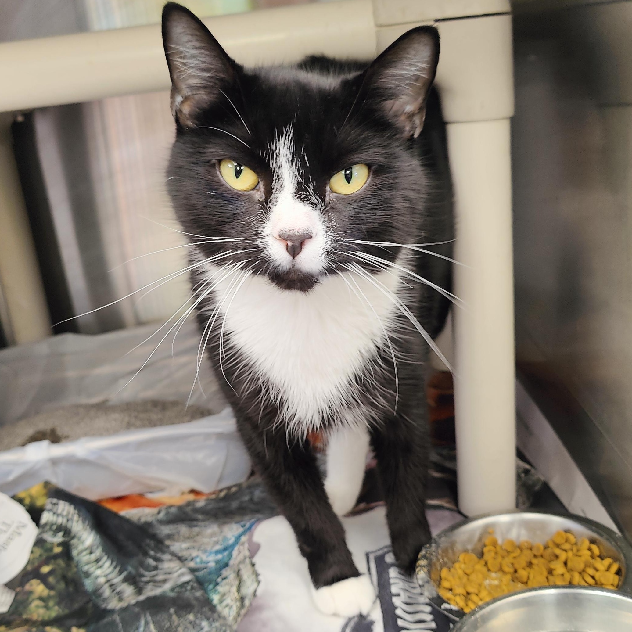 Ferris Bueller, ADOPTABLE, Adult Female Domestic Short Hair.
