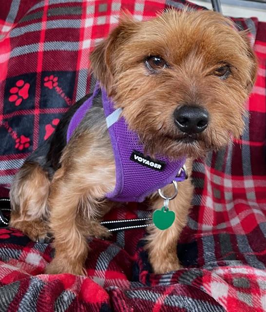 Enlarge Max, an adopted Yorkshire Terrier in Memphis, TN image 1/6