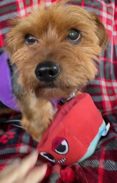 Enlarge Max, an adopted Yorkshire Terrier in Memphis, TN image 2/6