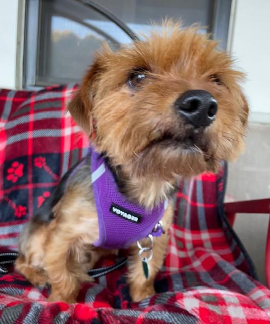 Enlarge Max, an adopted Yorkshire Terrier in Memphis, TN image 3/6
