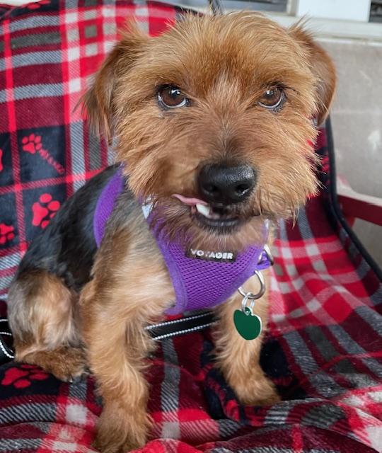 Enlarge Max, an adopted Yorkshire Terrier in Memphis, TN image 4/6