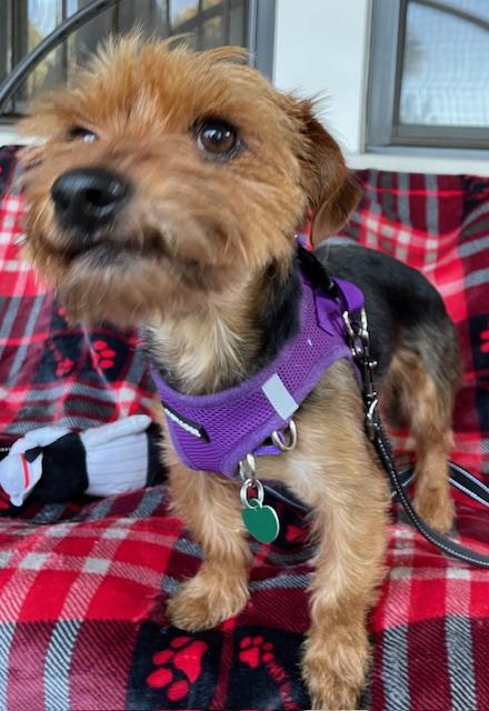Enlarge Max, an adopted Yorkshire Terrier in Memphis, TN image 5/6