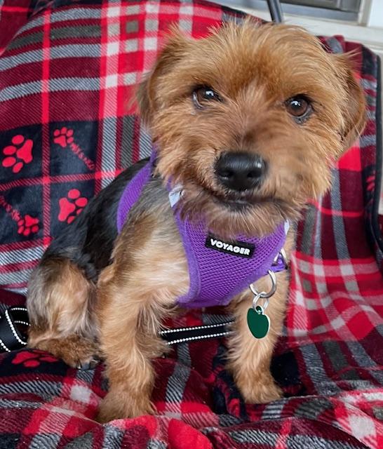 Enlarge Max, an adopted Yorkshire Terrier in Memphis, TN image 6/6