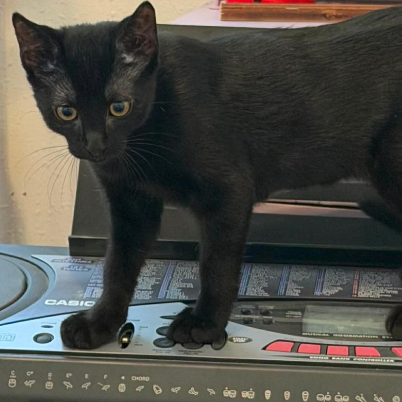 Jackson, Adoptable, Kitten Female Domestic Short Hair.