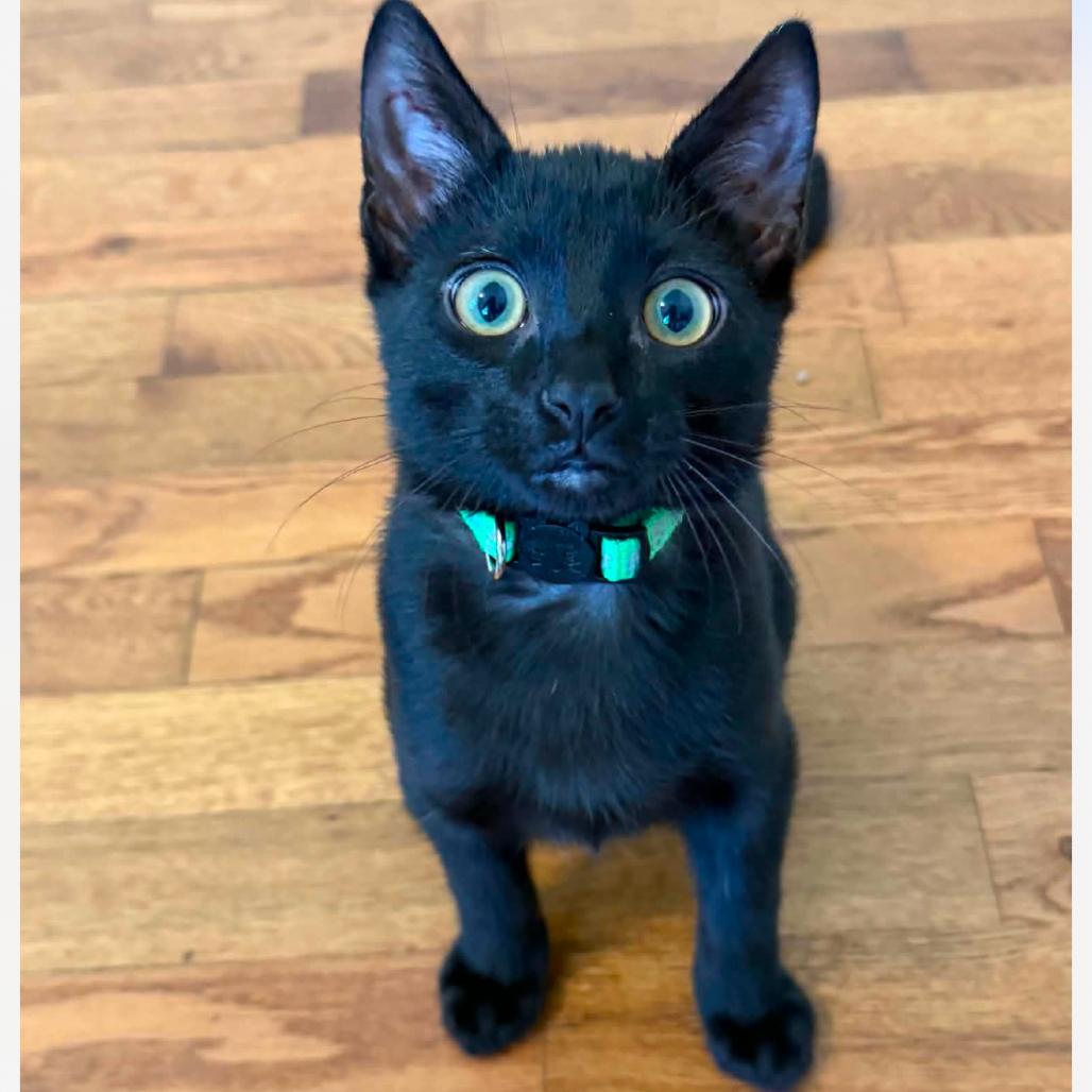 Jackson, a Adoptable Domestic Short Hair in Granby, MO image 2/2