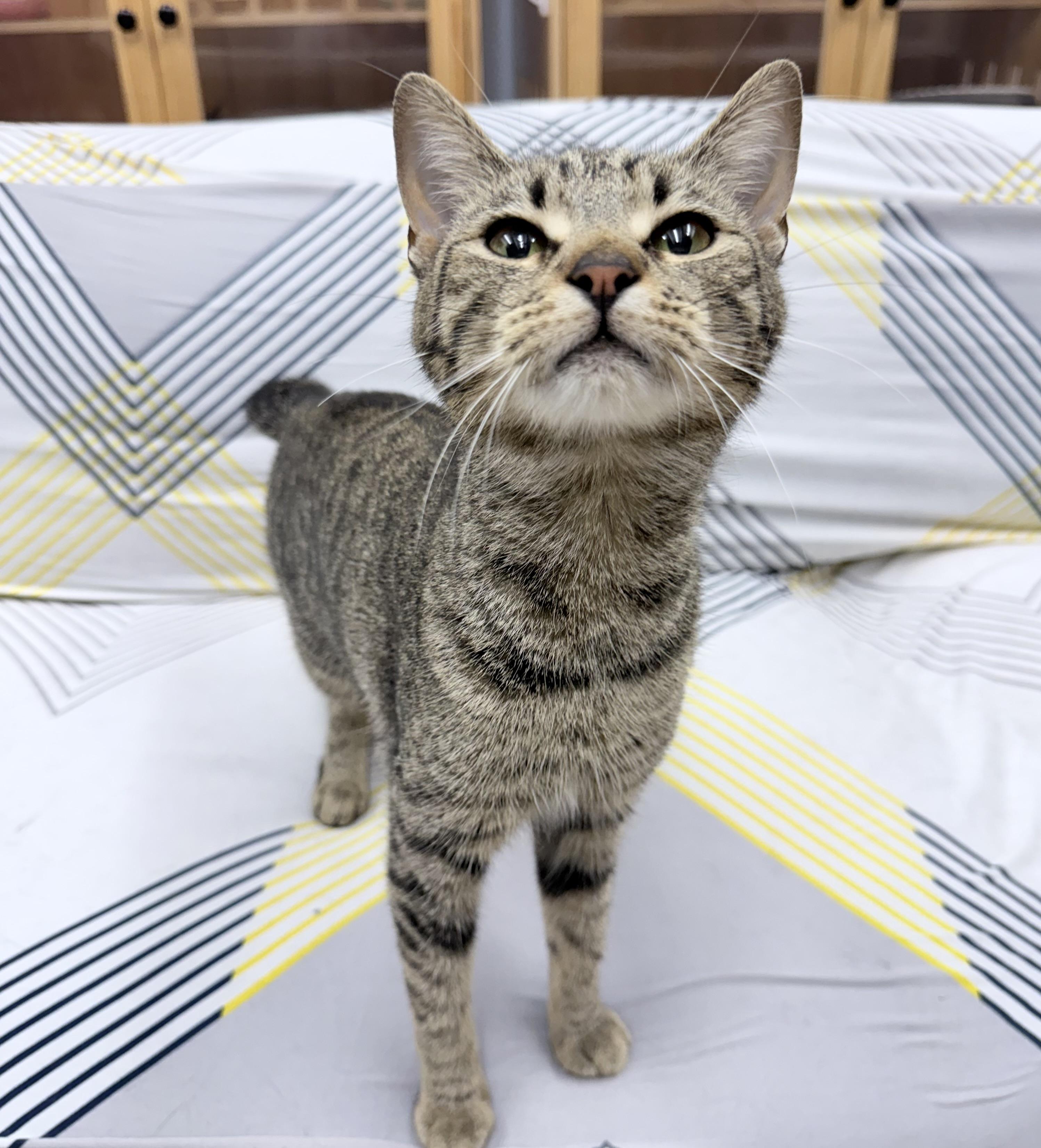 Enlarge Bambi, a Adoptable American Bobtail in Philadelphia, PA image 3/6