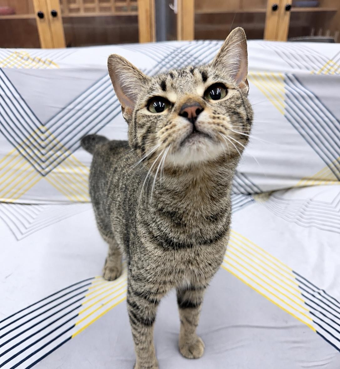Enlarge Bambi, a Adoptable American Bobtail in Philadelphia, PA image 1/6