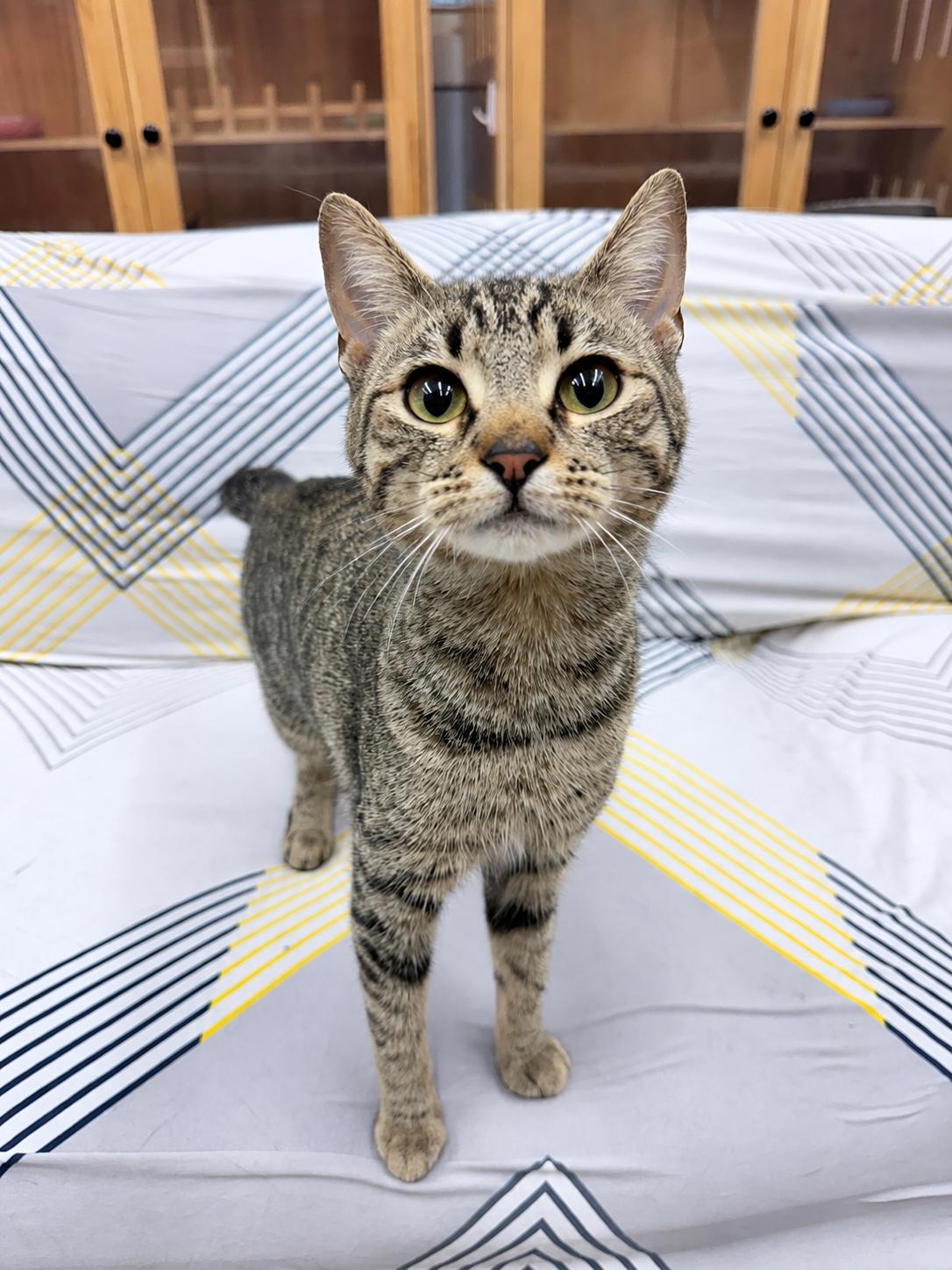 Enlarge Bambi, a Adoptable American Bobtail in Philadelphia, PA image 6/6