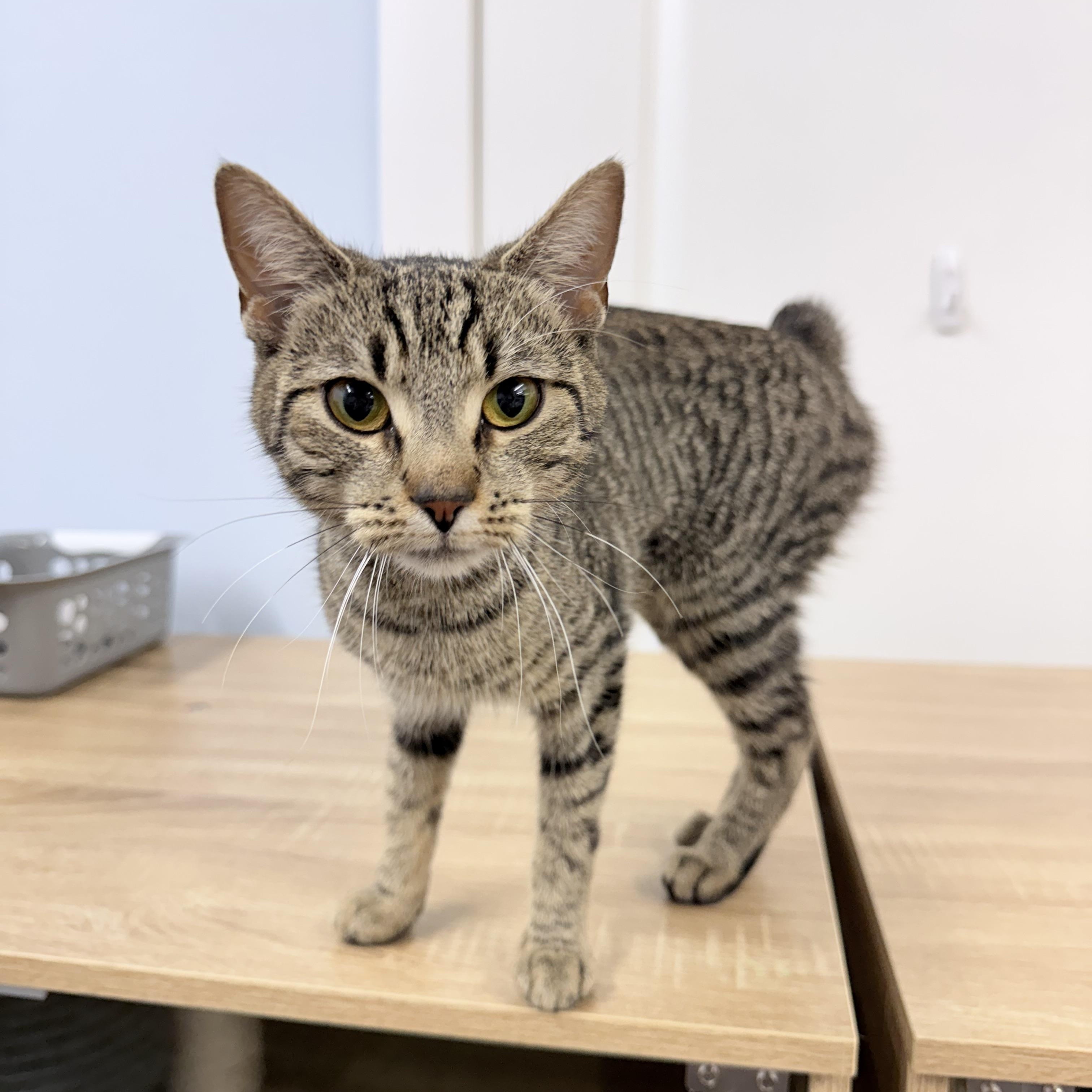Enlarge Bambi, a Adoptable American Bobtail in Philadelphia, PA image 2/6