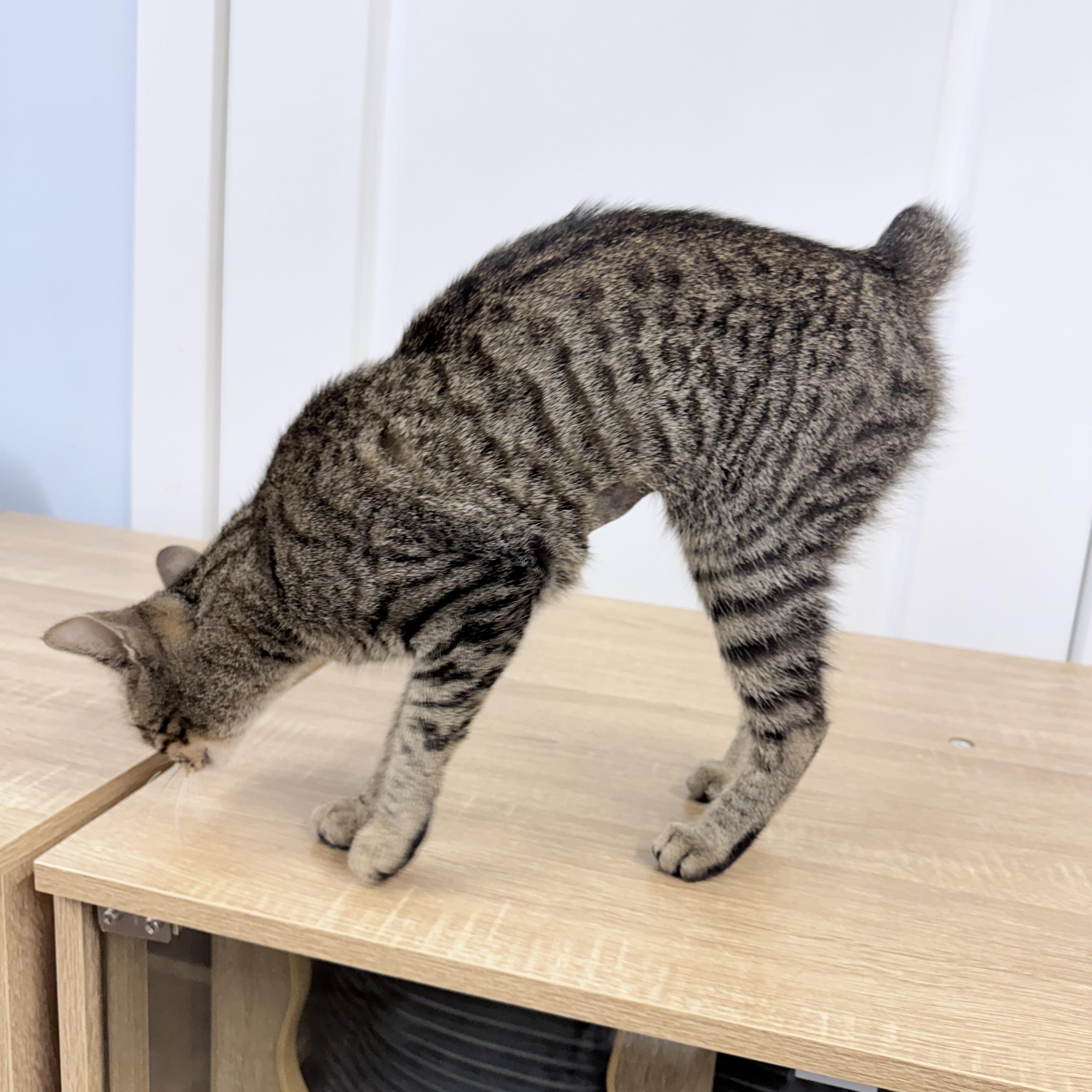 Enlarge Bambi, a Adoptable American Bobtail in Philadelphia, PA image 5/6