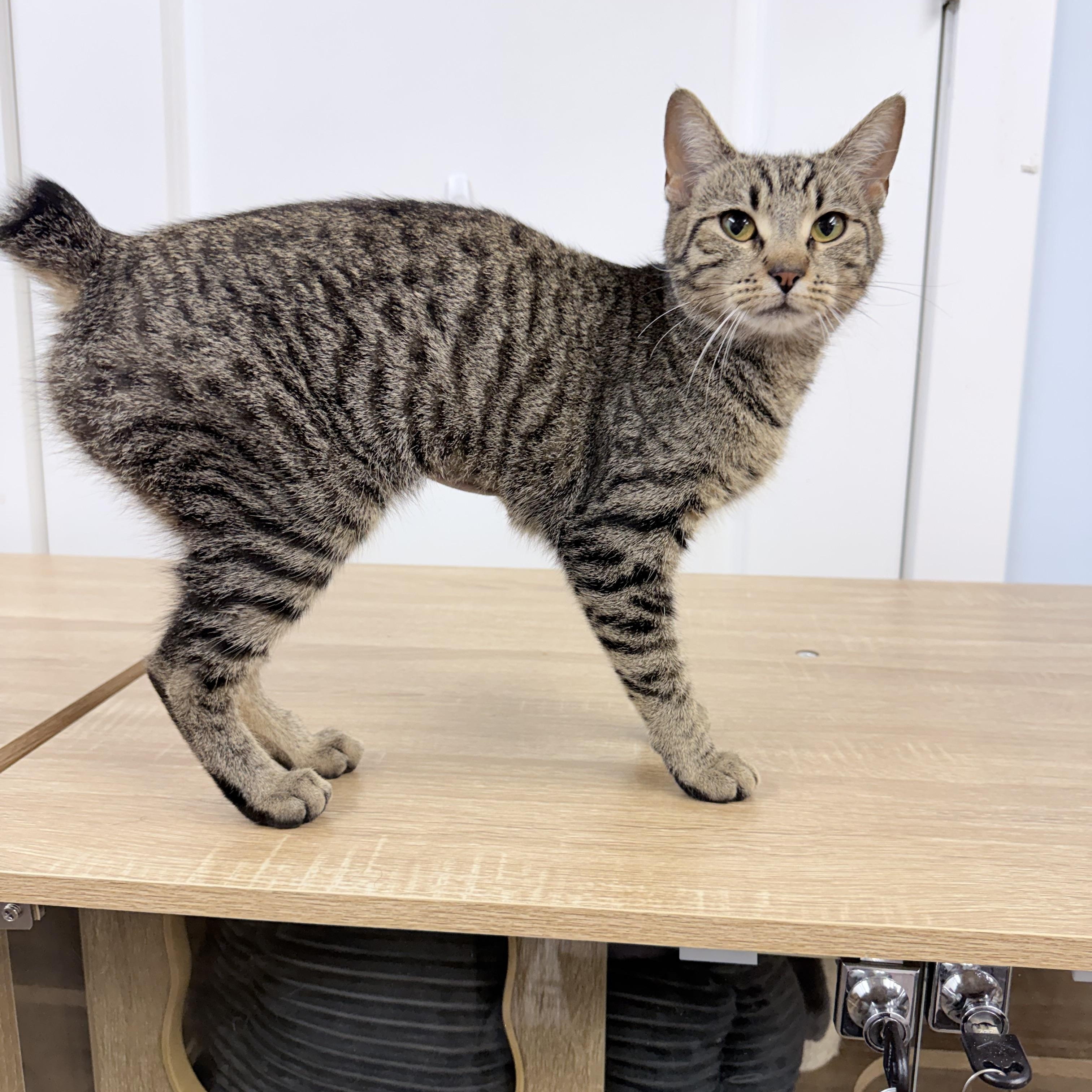 Enlarge Bambi, a Adoptable American Bobtail in Philadelphia, PA image 4/6