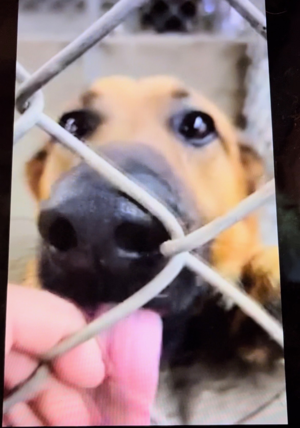 Layne, Adopted, Young Male Belgian Shepherd / Malinois & German Shepherd Dog.