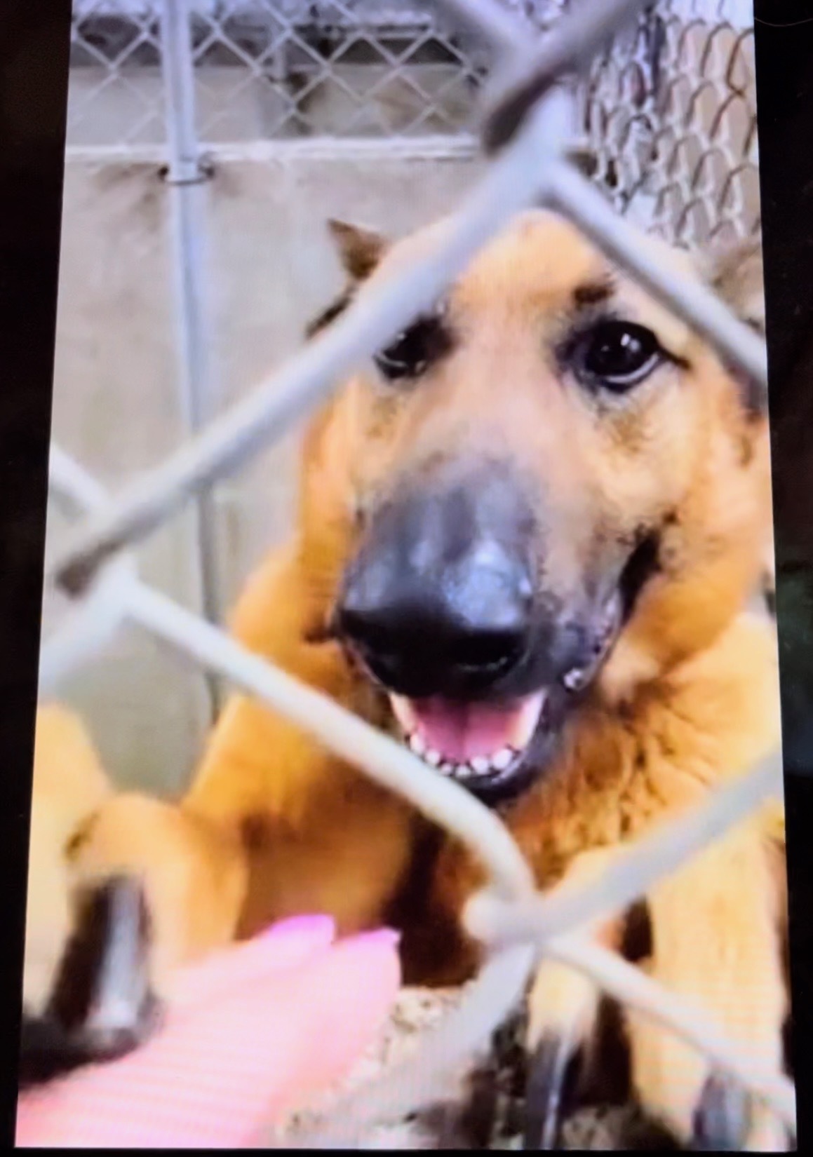 Enlarge Layne, a Adopted mixed breed in Monterey, CA image 2/5