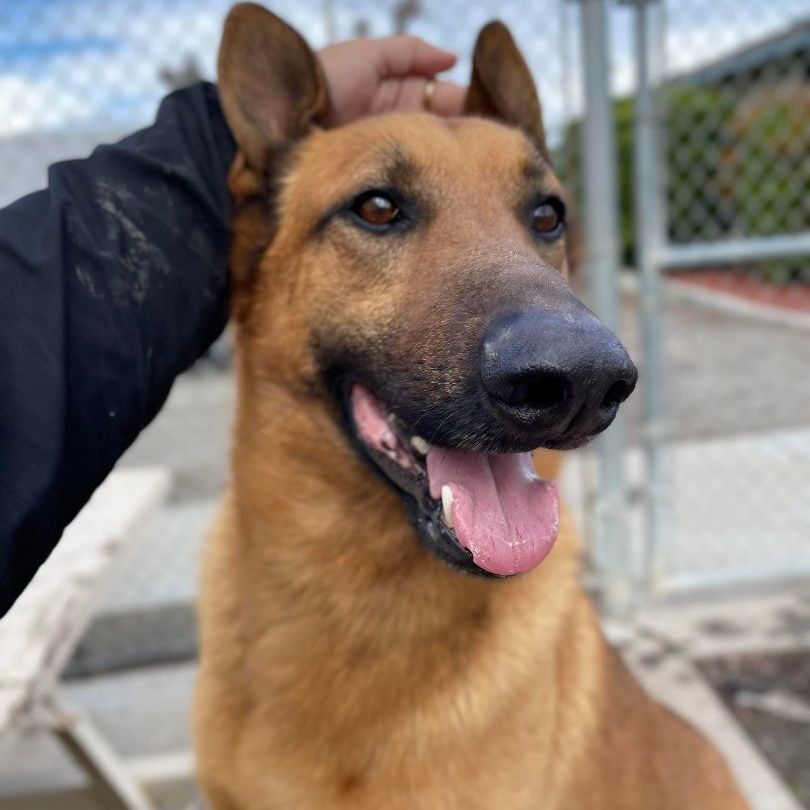 Enlarge Layne, a Adopted mixed breed in Monterey, CA image 3/5