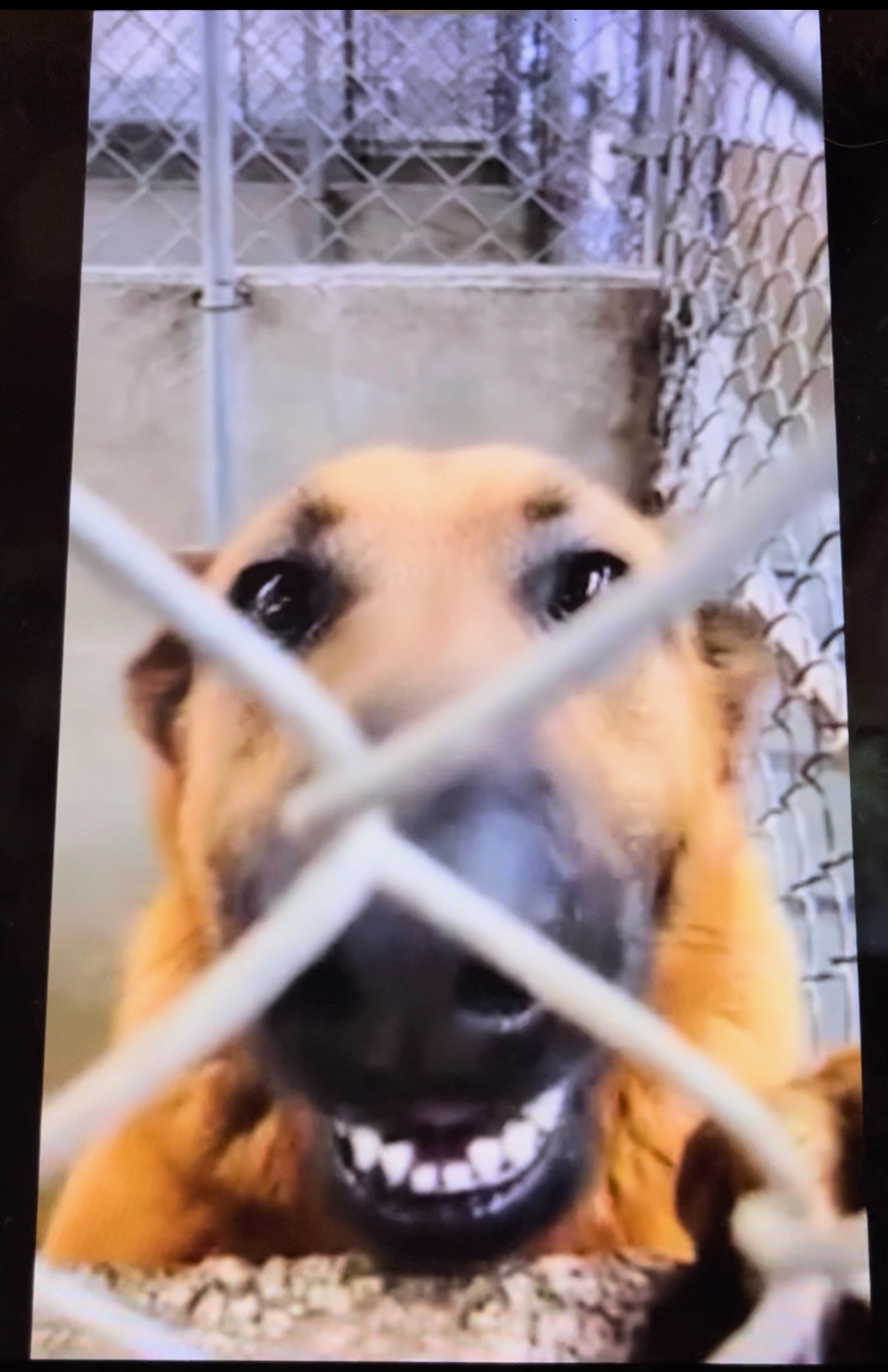 Enlarge Layne, a Adopted mixed breed in Monterey, CA image 4/5