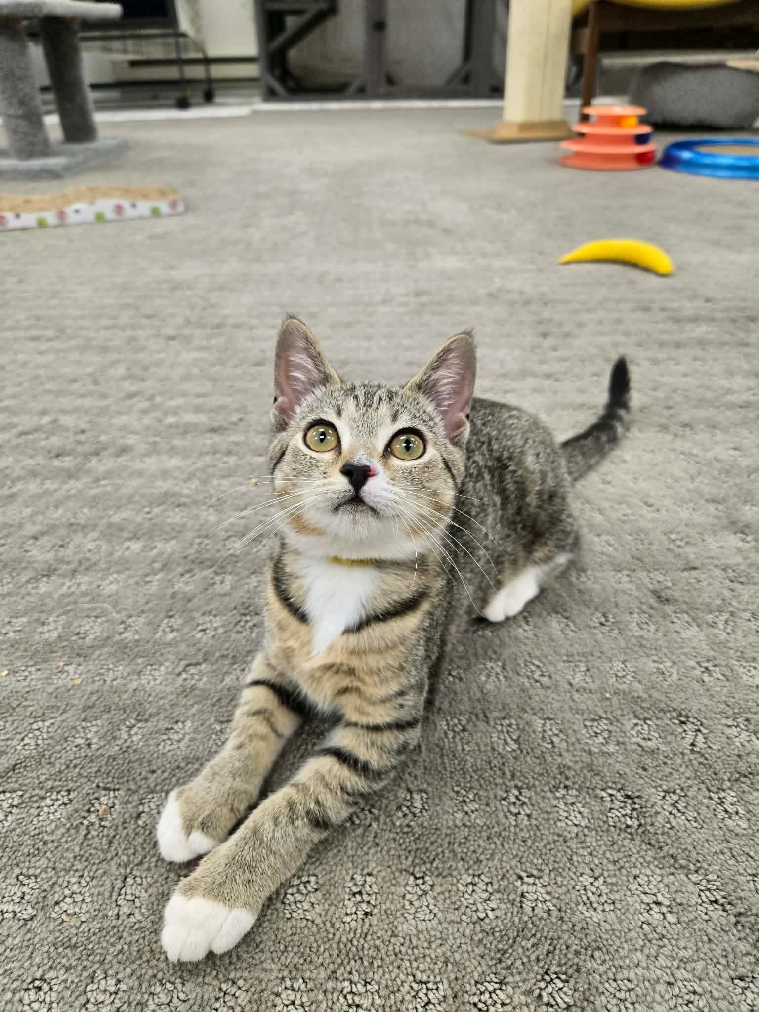 Gracie, Adopted, Kitten Female Domestic Short Hair.