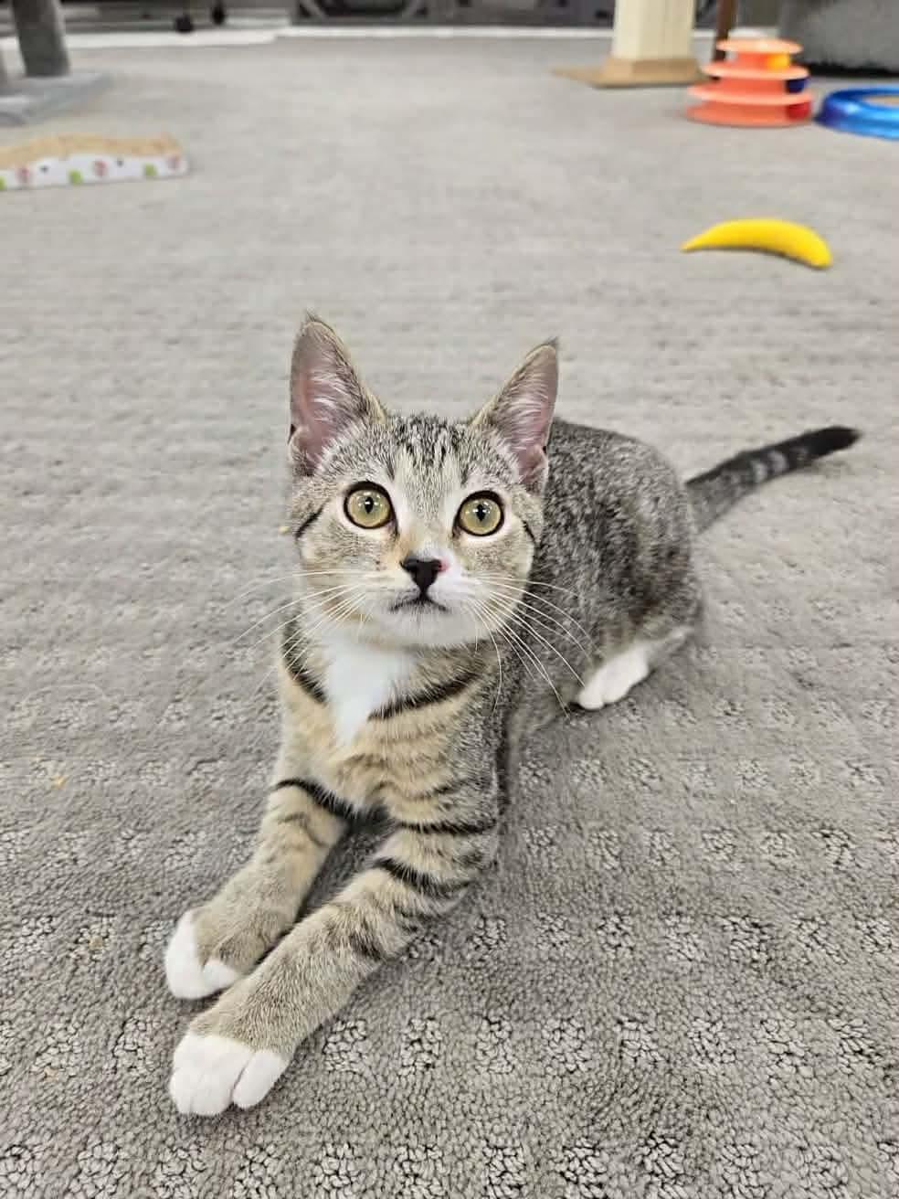 Enlarge Gracie, a Adopted Domestic Short Hair in Thurmont, MD image 6/6
