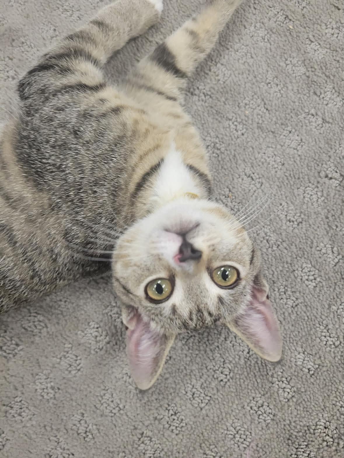 Enlarge Gracie, a Adopted Domestic Short Hair in Thurmont, MD image 3/6