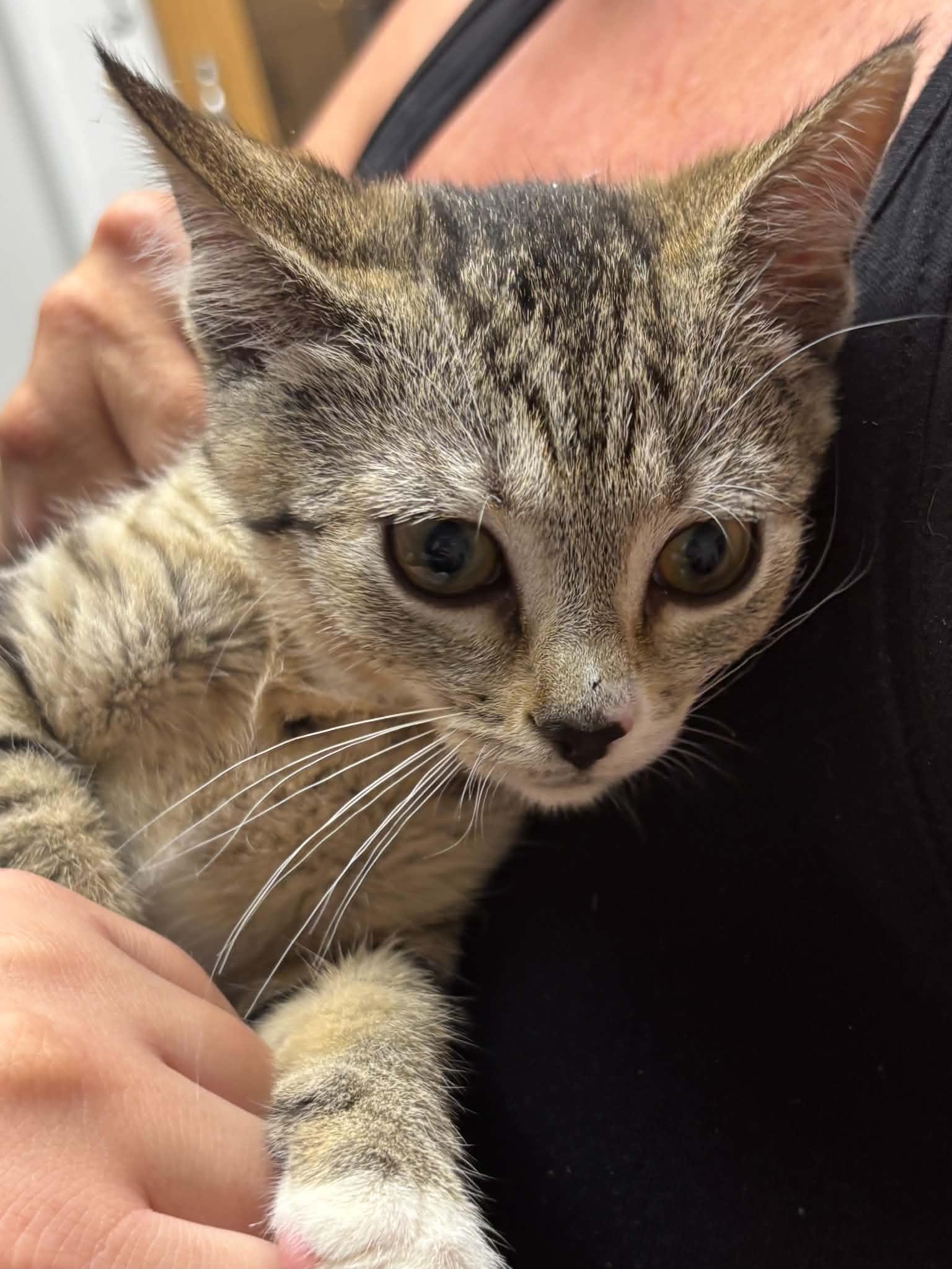 Enlarge Gracie, a Adopted Domestic Short Hair in Thurmont, MD image 4/6