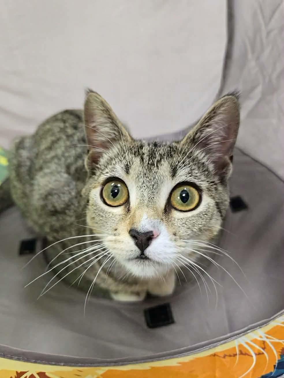 Enlarge Gracie, a Adopted Domestic Short Hair in Thurmont, MD image 2/6
