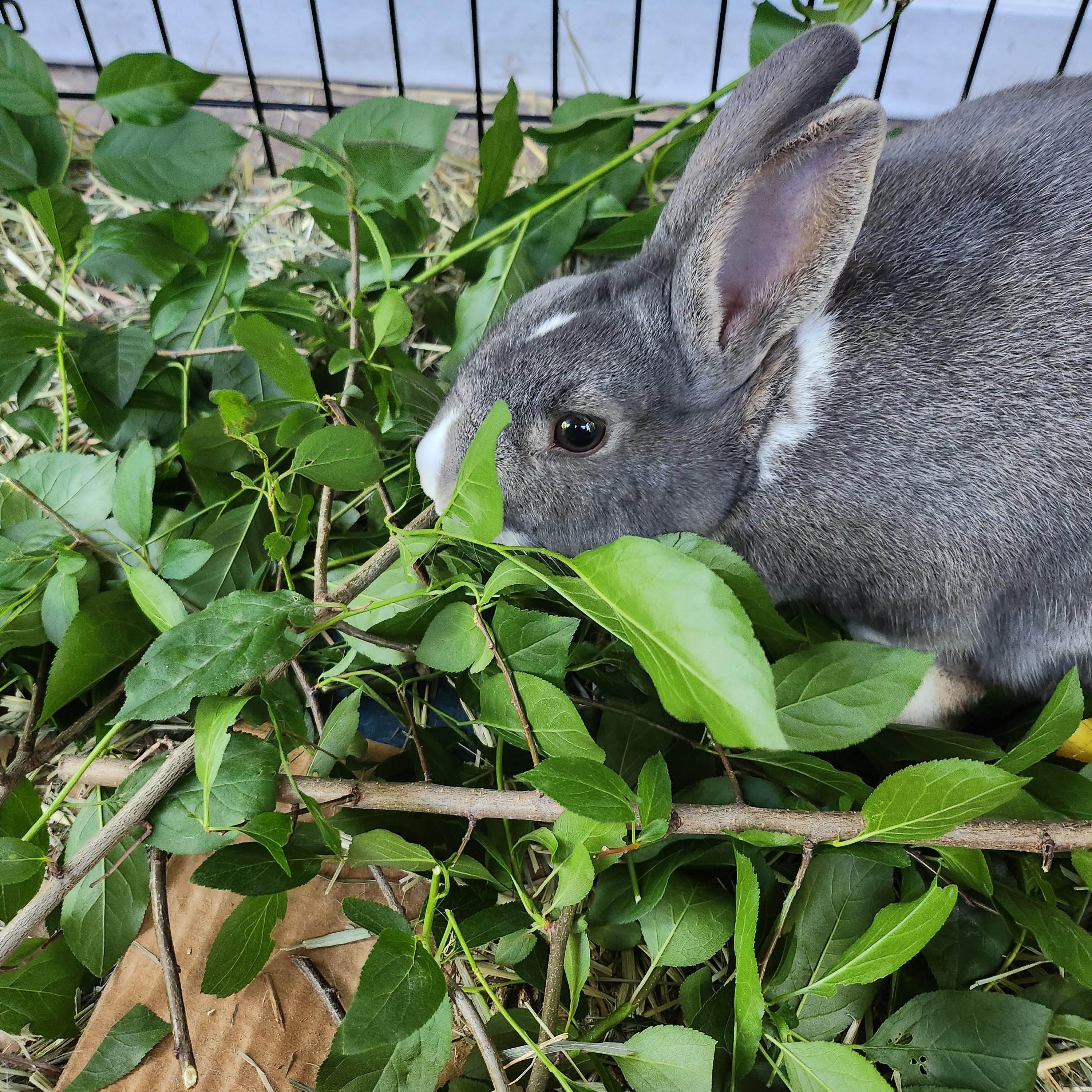 Frodo, Adoptable, Young Male American.