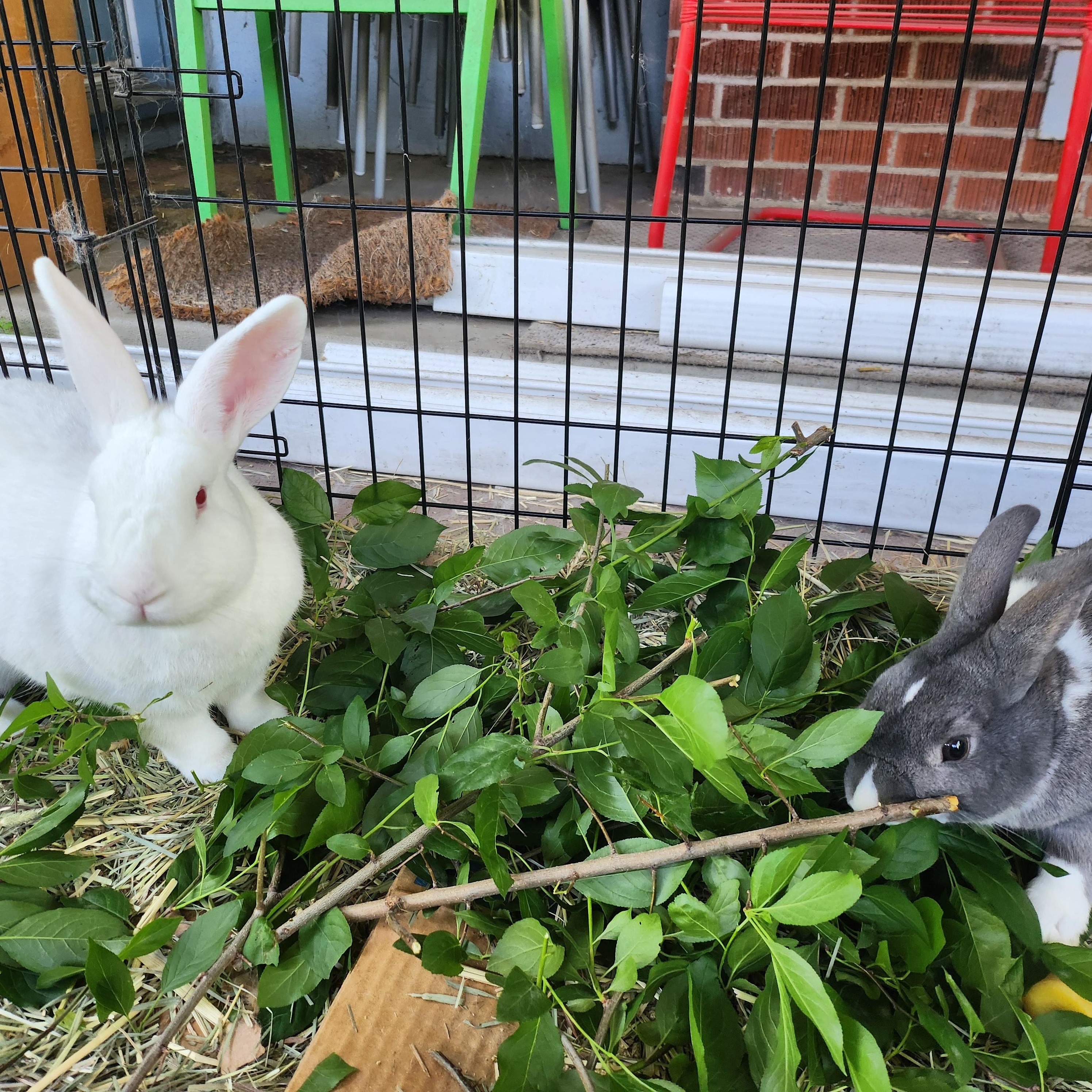 Frodo, a Adoptable mixed breed in Marin, CA image 2/4
