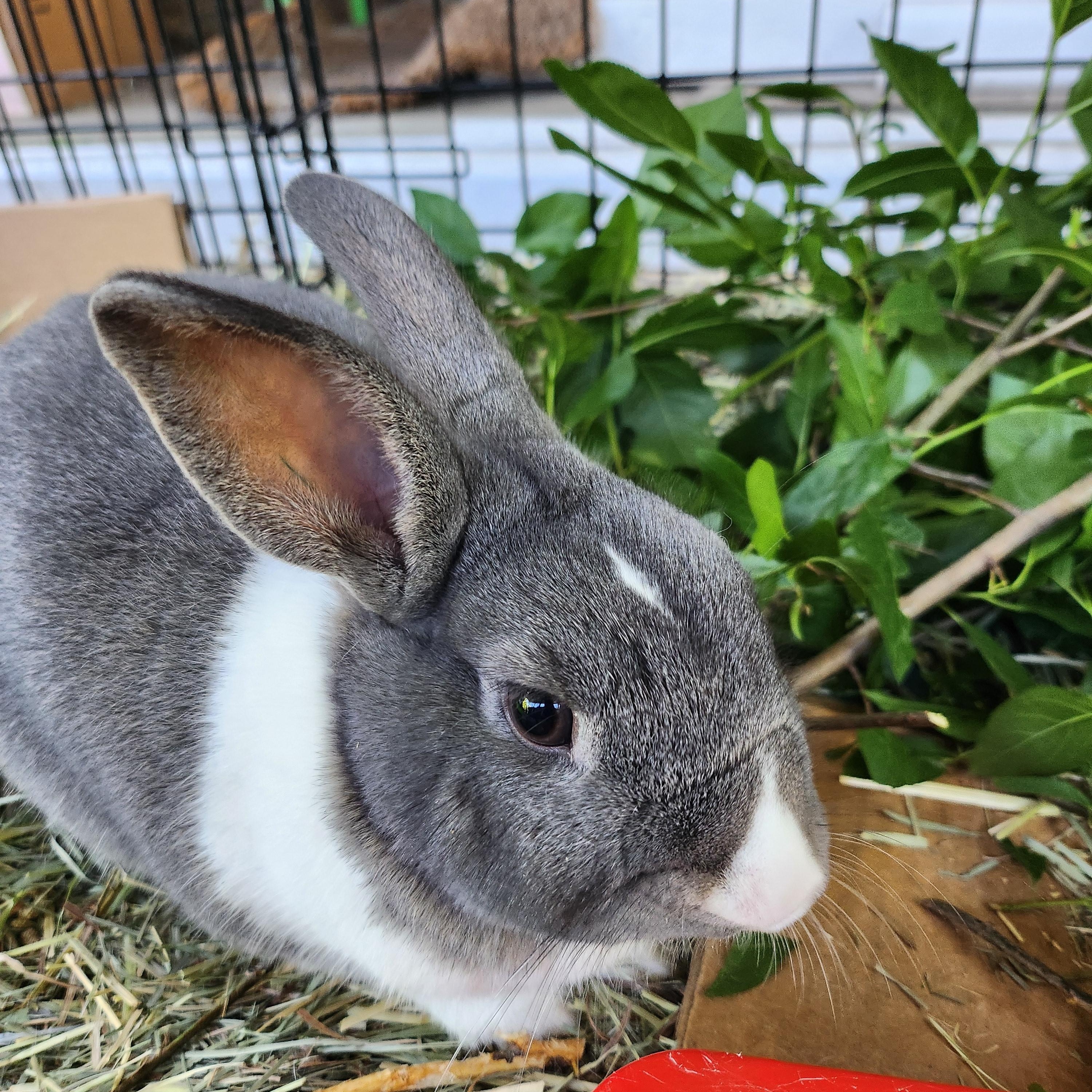 Frodo, a Adoptable mixed breed in Marin, CA image 3/4