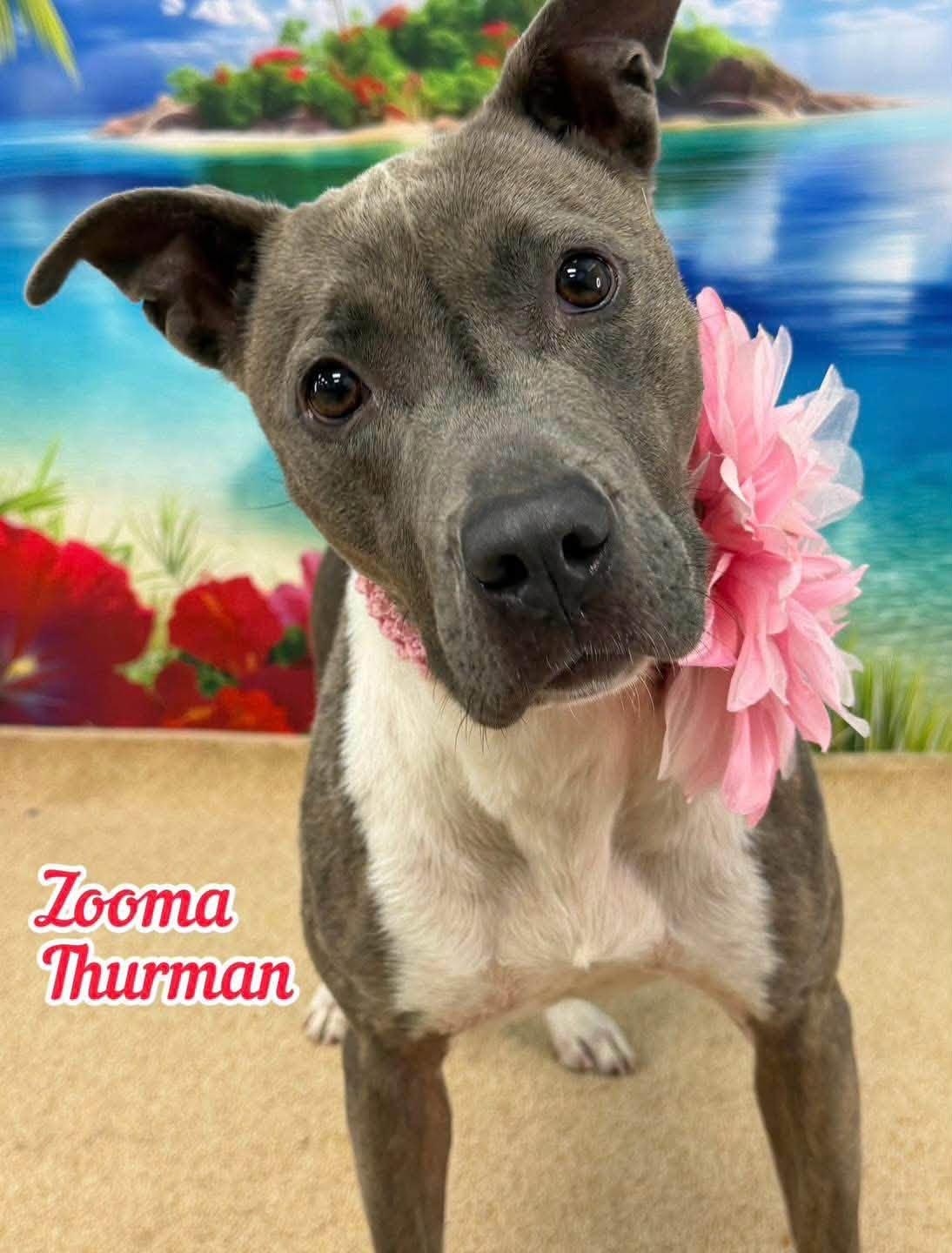 Zooma Thurman, ADOPTABLE, Adult Female Mixed Breed.