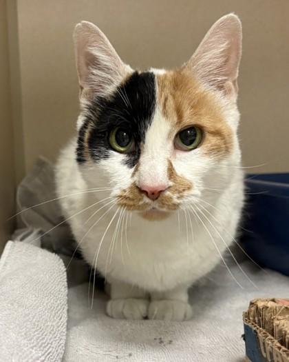 Enlarge Texas Roadhouse, a Adoptable mixed breed in New Hope, PA image 1/3