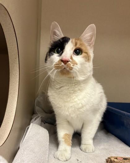 Enlarge Texas Roadhouse, a Adoptable mixed breed in New Hope, PA image 2/3