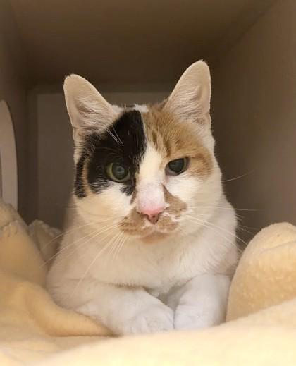 Texas Roadhouse, Adoptable, Adult Female Domestic Short Hair & Domestic Short Hair.
