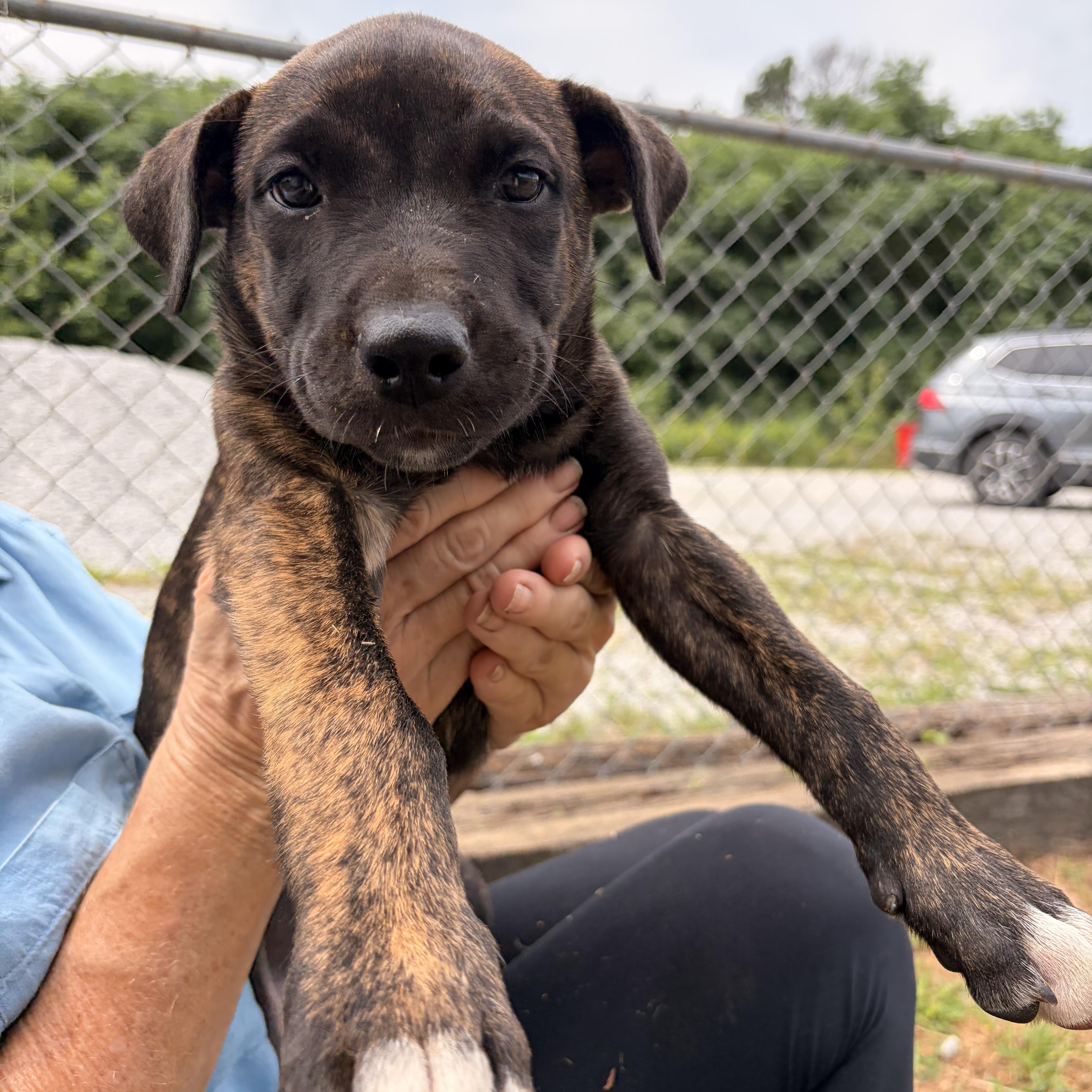 Enlarge Lila, a ADOPTABLE mixed breed in Melbourne, AR image 1/3