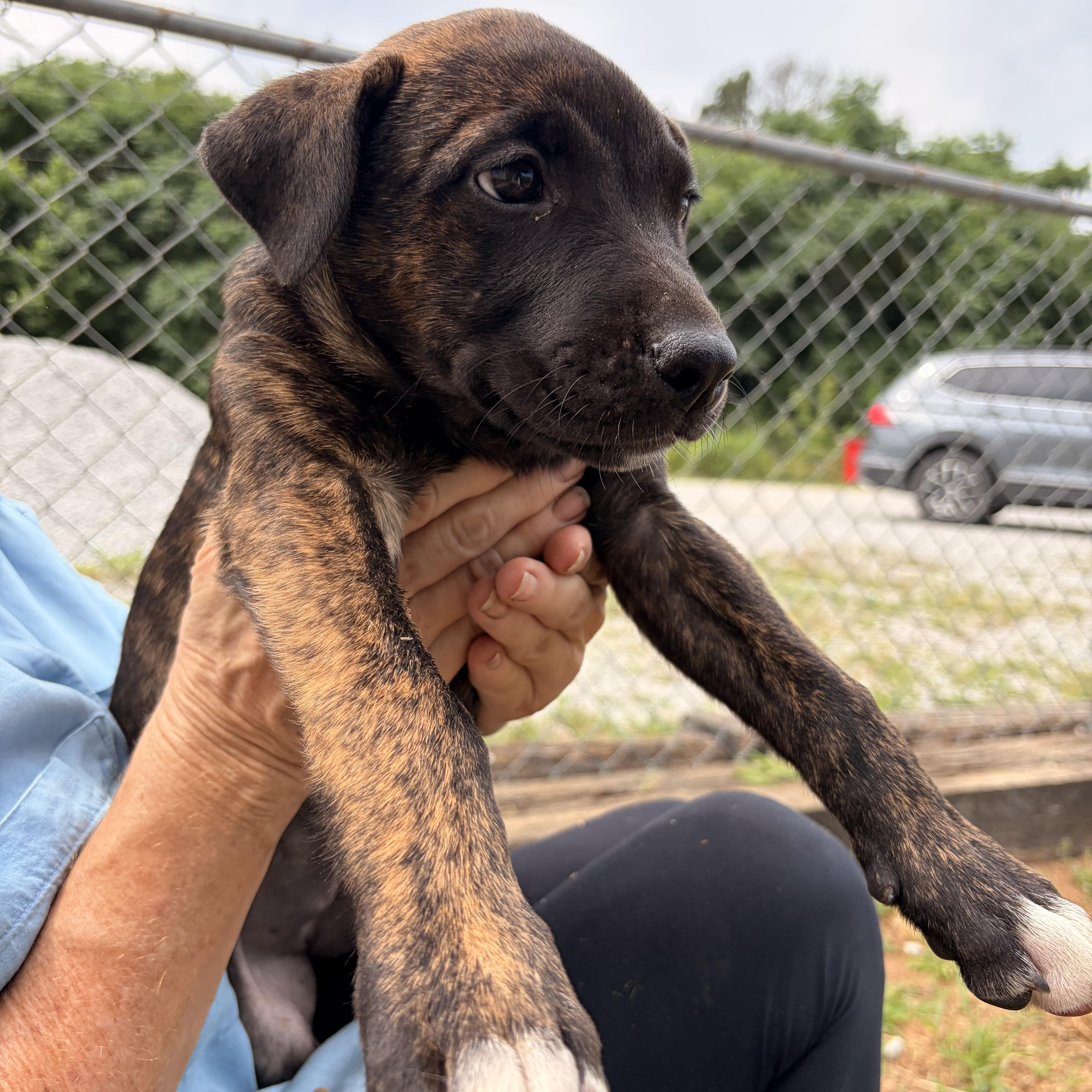 Enlarge Lila, a ADOPTABLE mixed breed in Melbourne, AR image 3/3