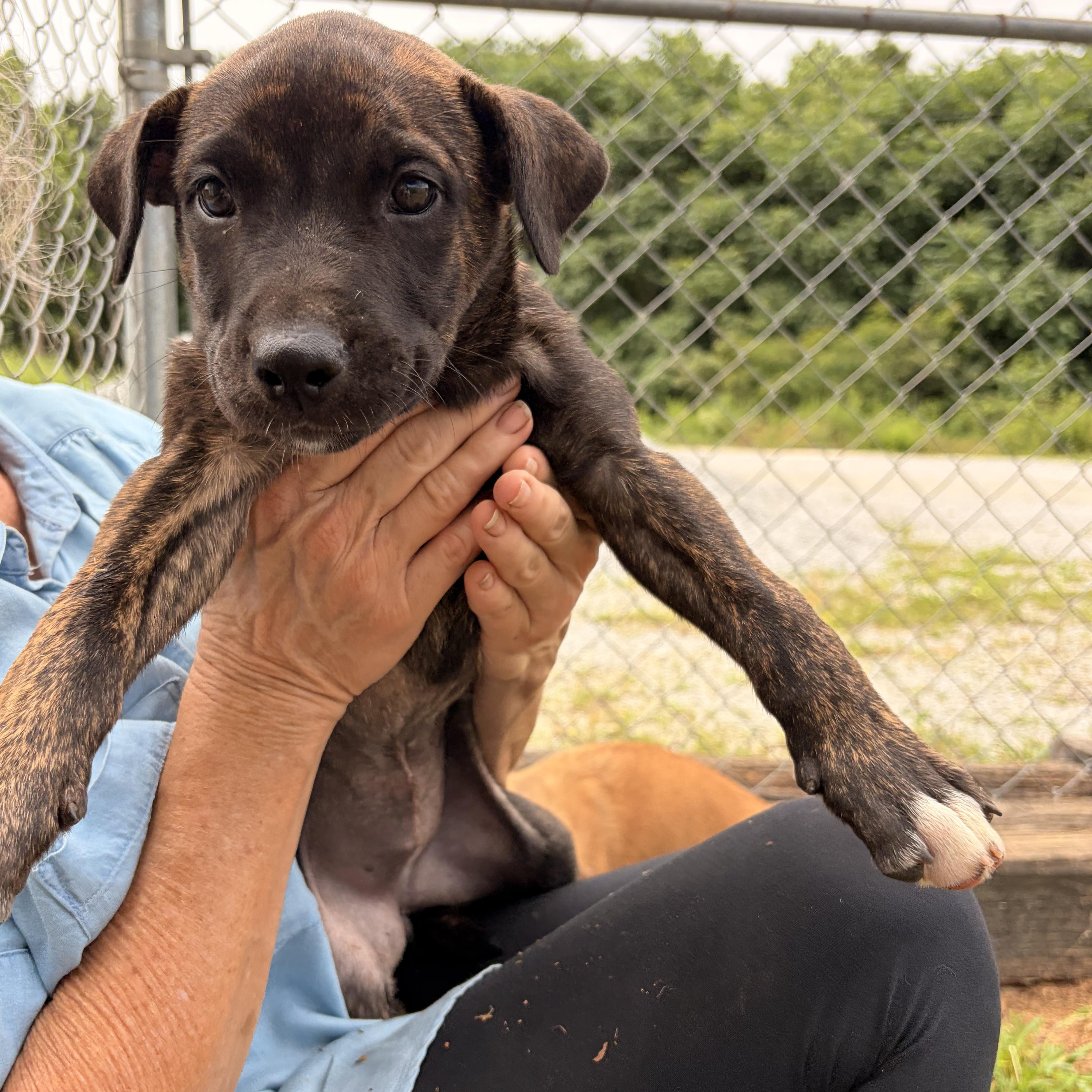 Enlarge Lila, a ADOPTABLE mixed breed in Melbourne, AR image 2/3