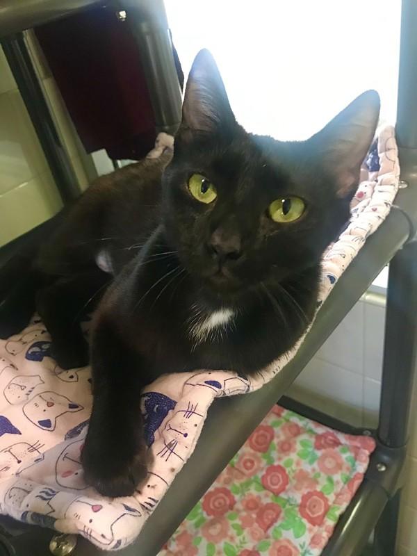 Lunch Lady, Adoptable, Adult Female Domestic Short Hair.