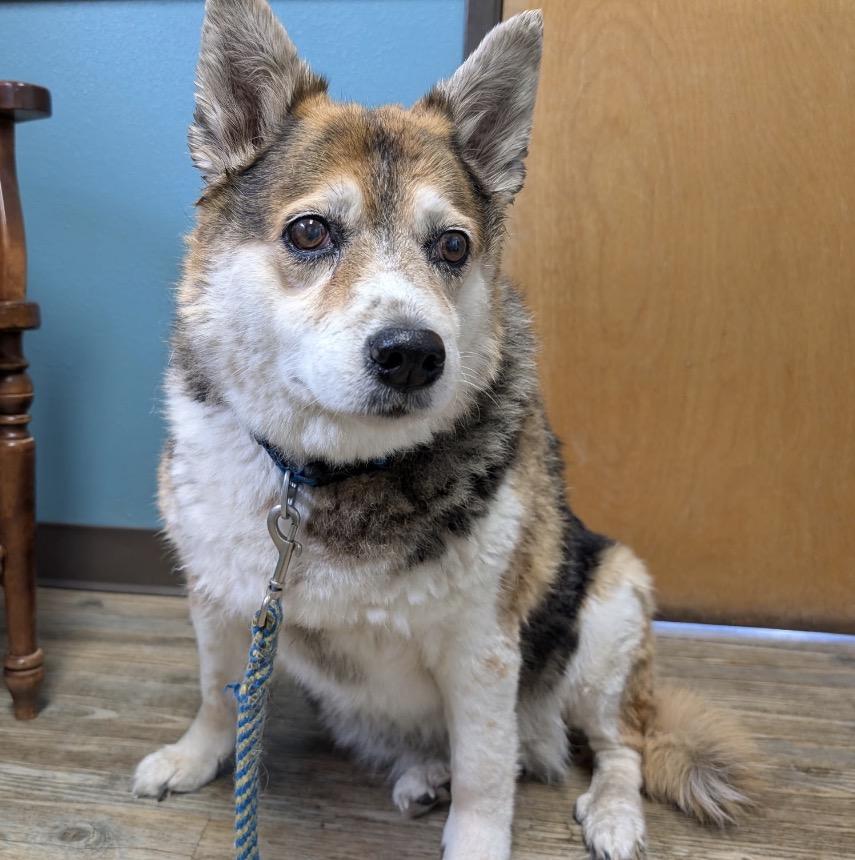 Enlarge Mia , a ADOPTABLE mixed breed in Powell Butte, OR image 1/1