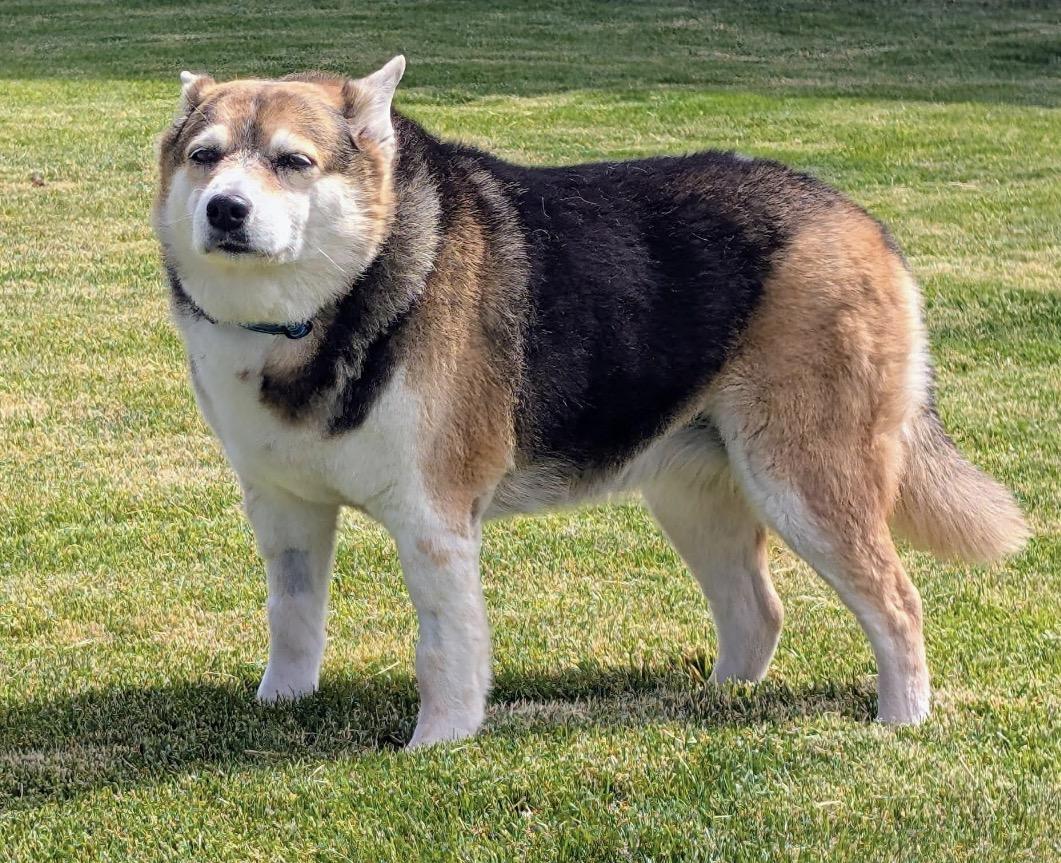 Enlarge Mia , an adoptable mixed breed in Powell Butte, OR image 4/6