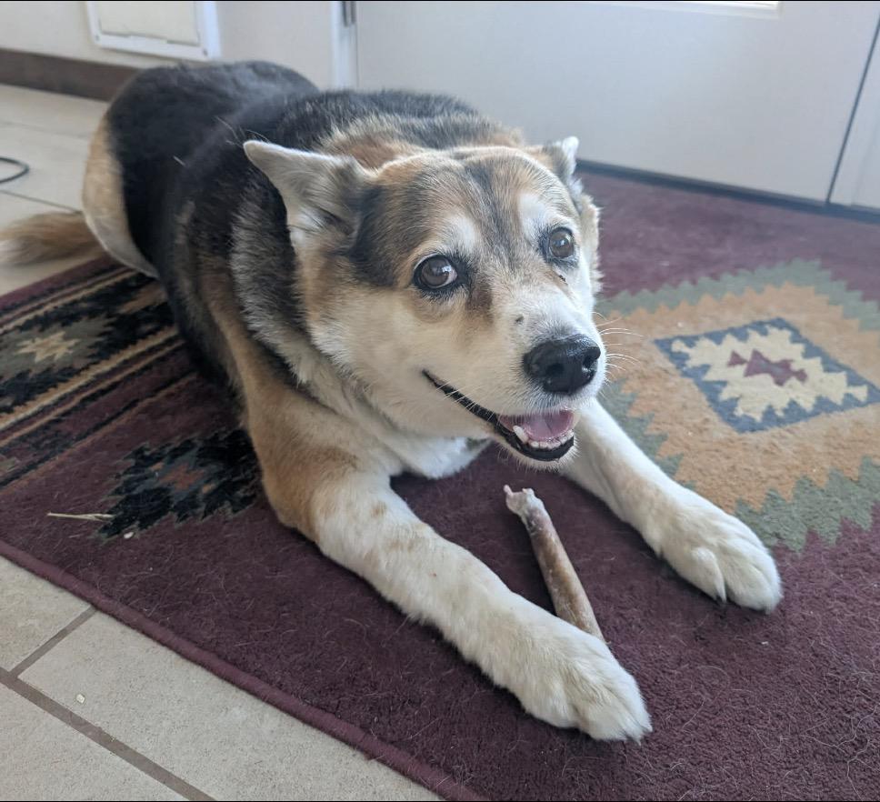 Enlarge Mia , an adoptable mixed breed in Powell Butte, OR image 5/6