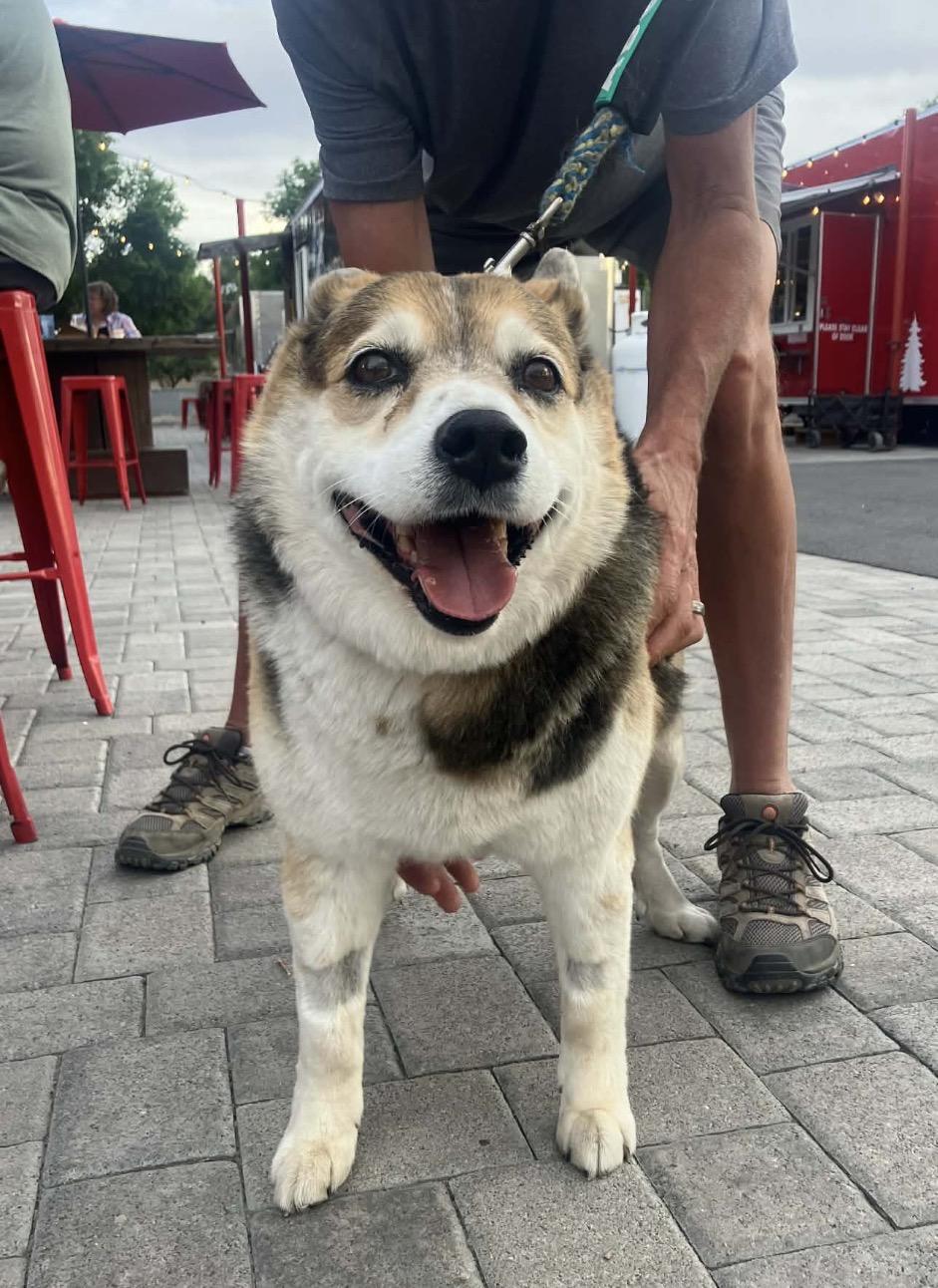Mia , adoptable, Senior Female Shiba Inu.