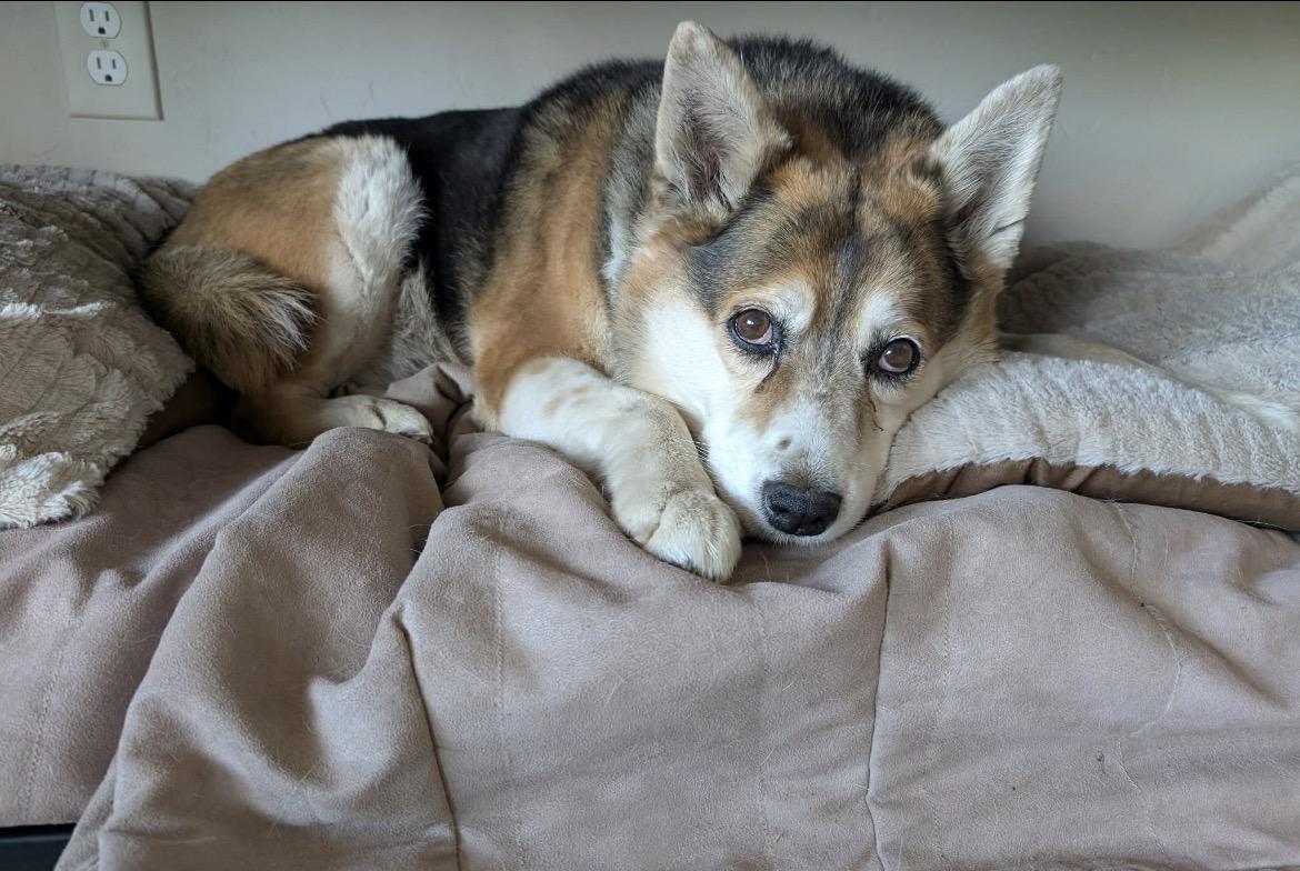 Enlarge Mia , an adoptable mixed breed in Powell Butte, OR image 6/6