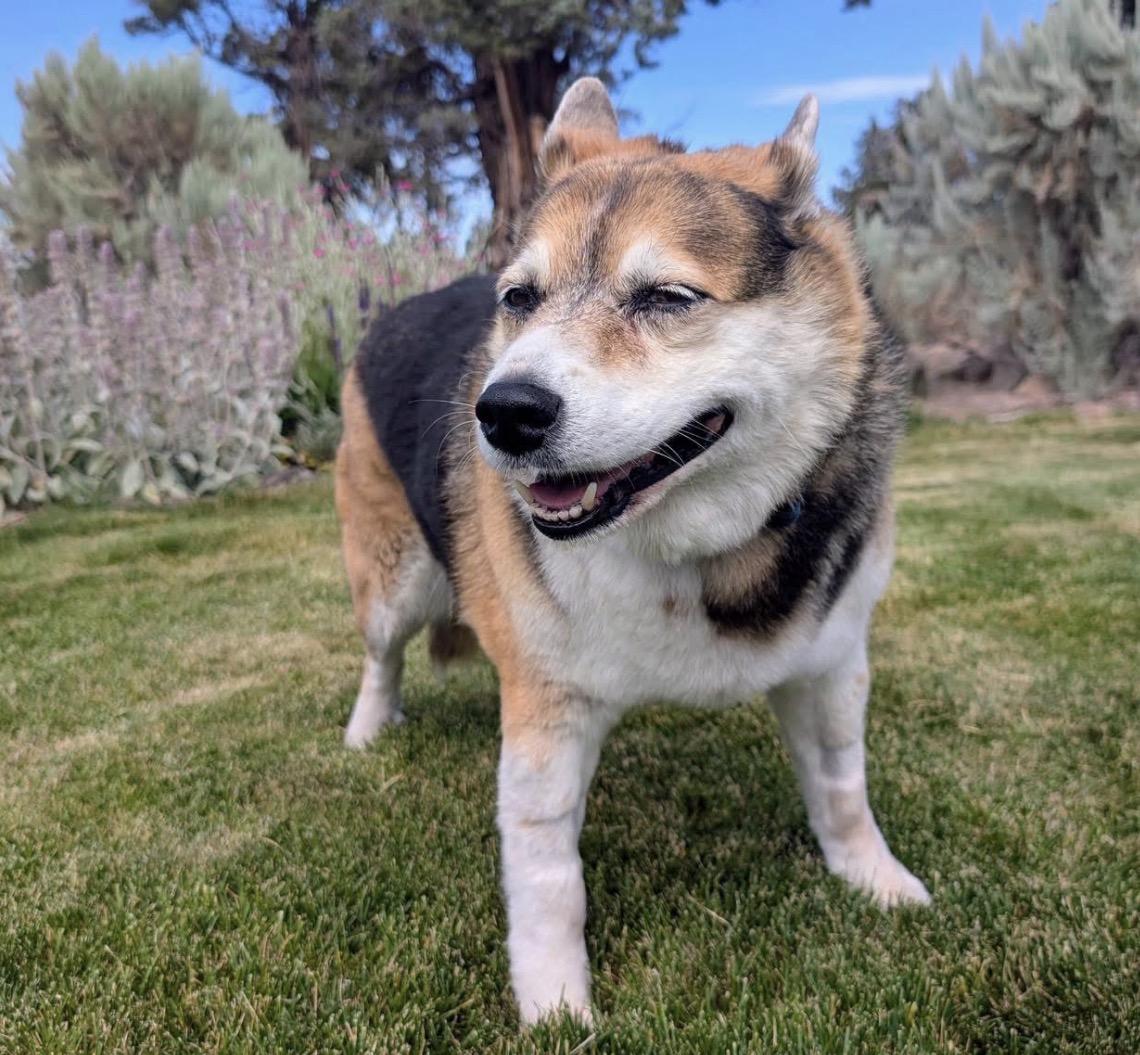 Enlarge Mia , an adoptable mixed breed in Powell Butte, OR image 3/6