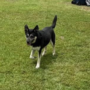 Penny, a Adoptable mixed breed in Cleveland, OK image 2/2