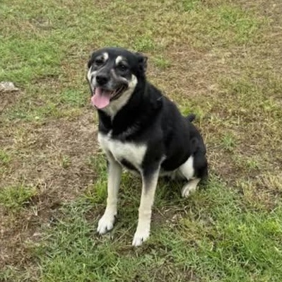 Penny, Adoptable, Adult Female German Shepherd Dog.